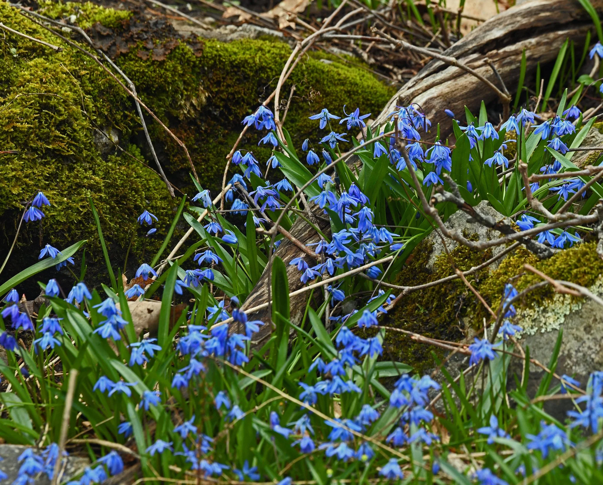flora 1.jpg