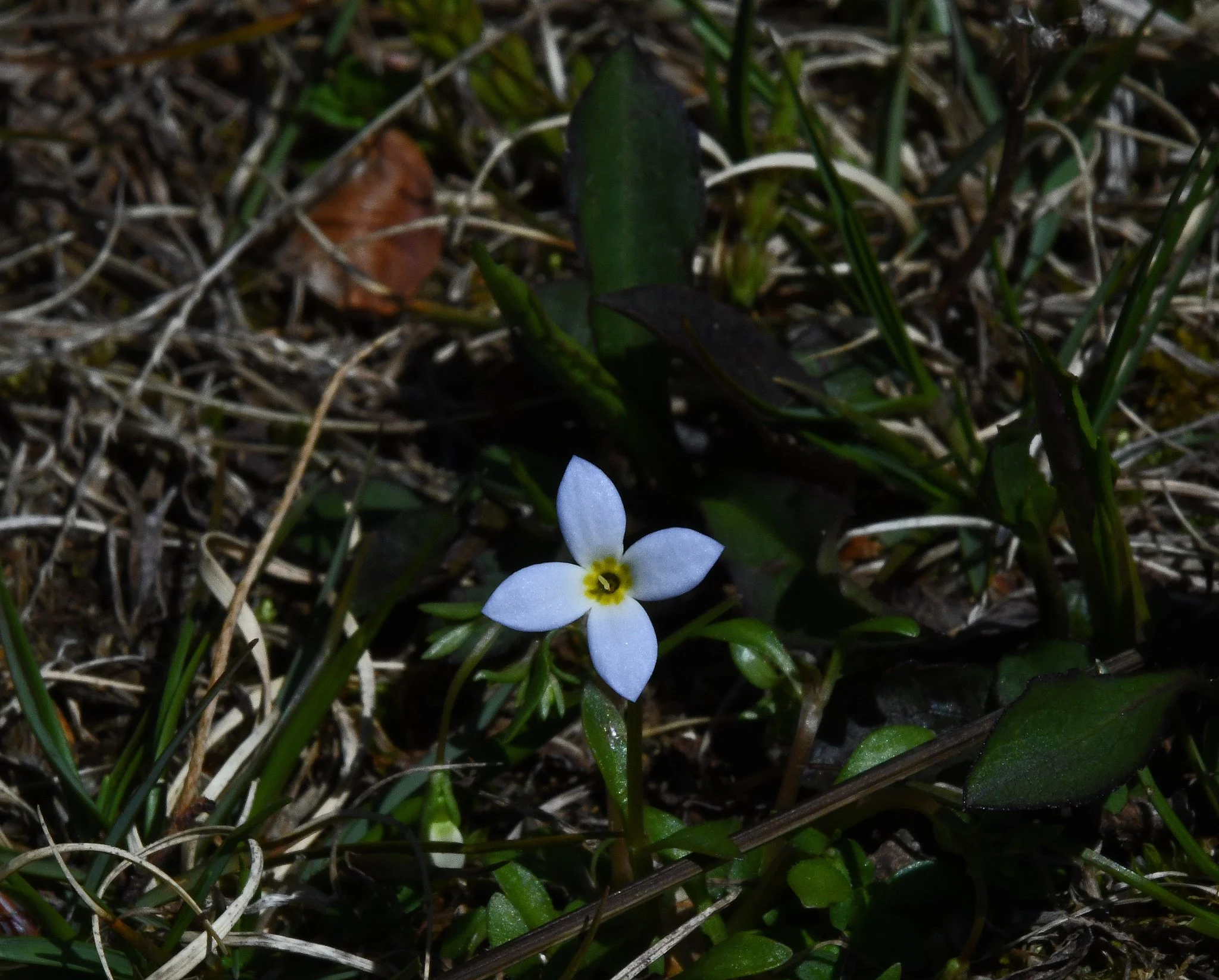 flora2c.jpg