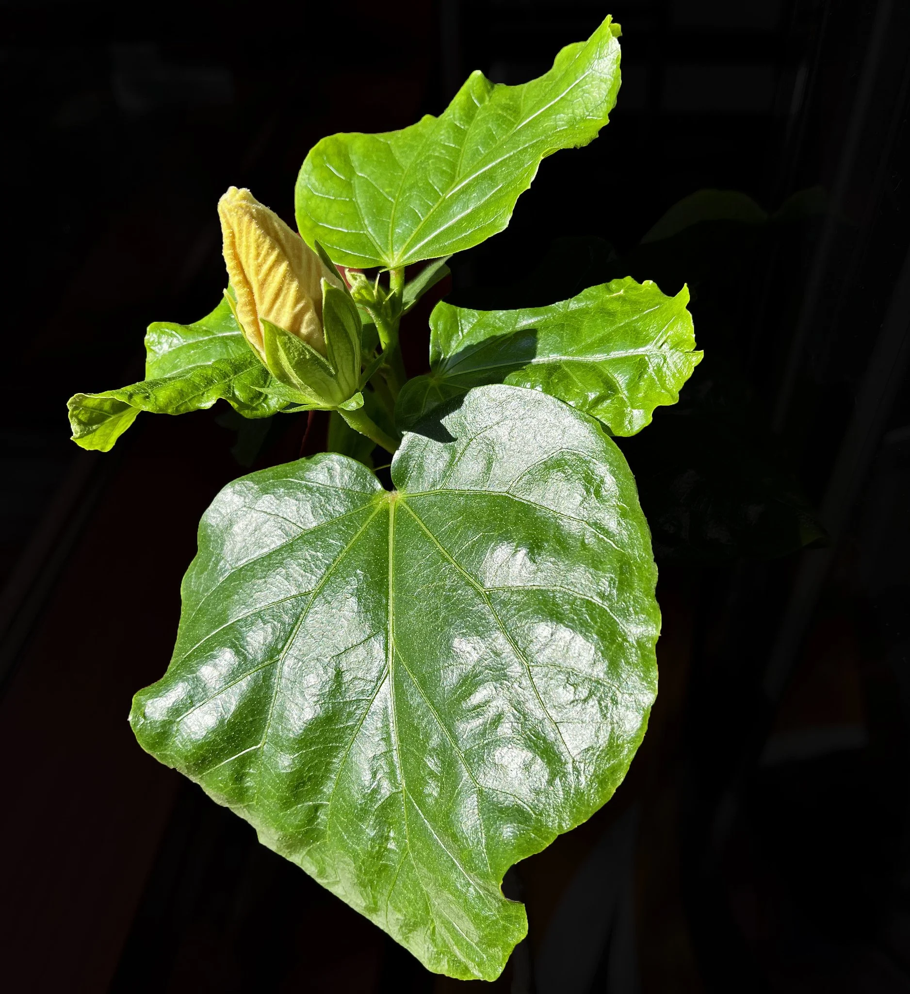flora 5.jpg
