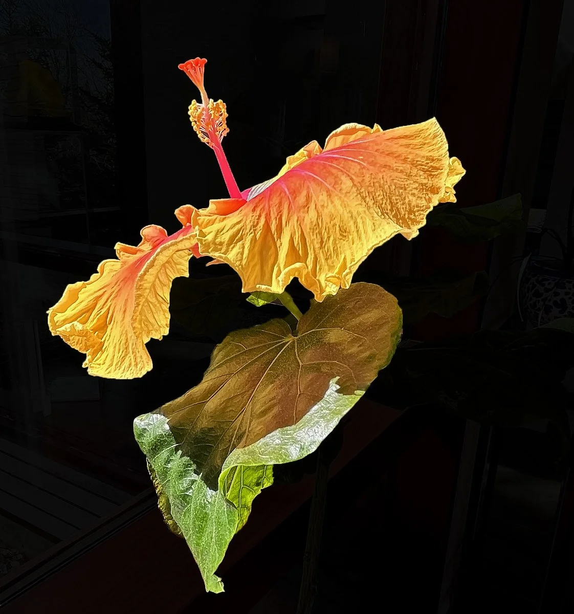 flora 5a.jpg