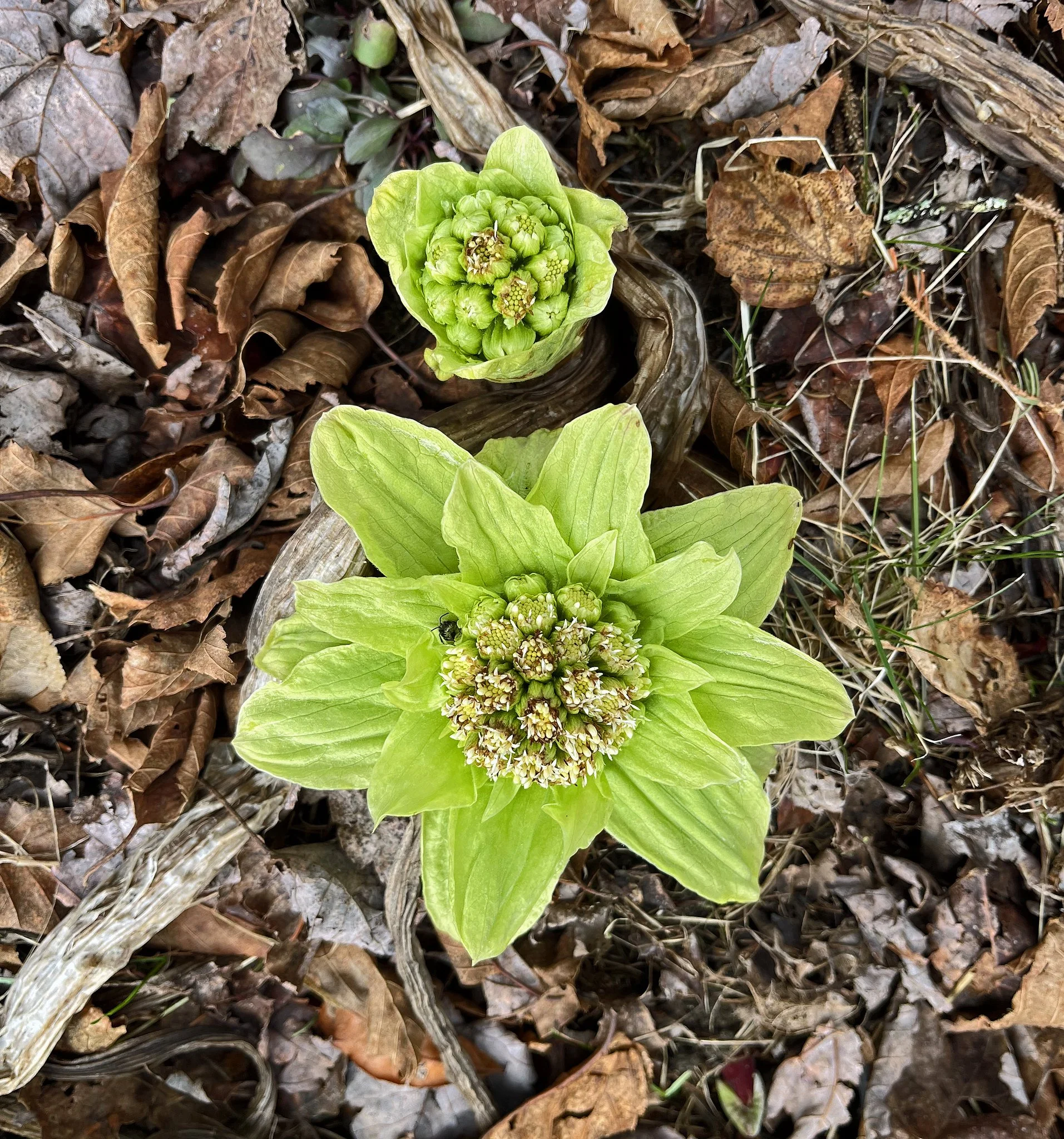 flora 3.jpg