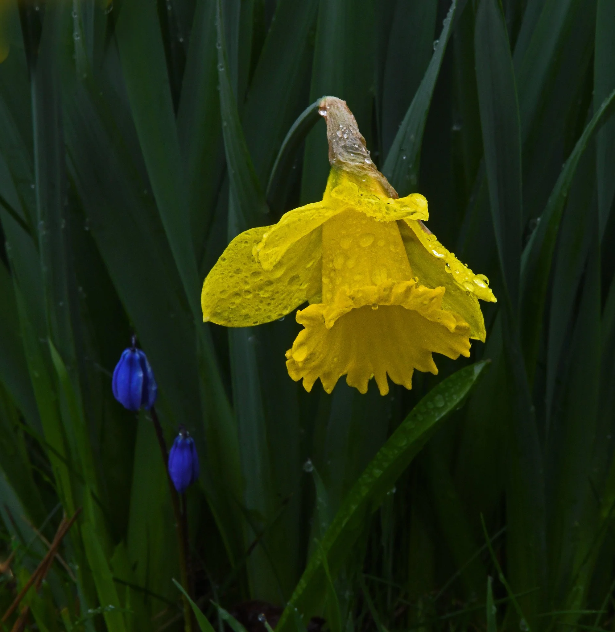 flora2e.jpg
