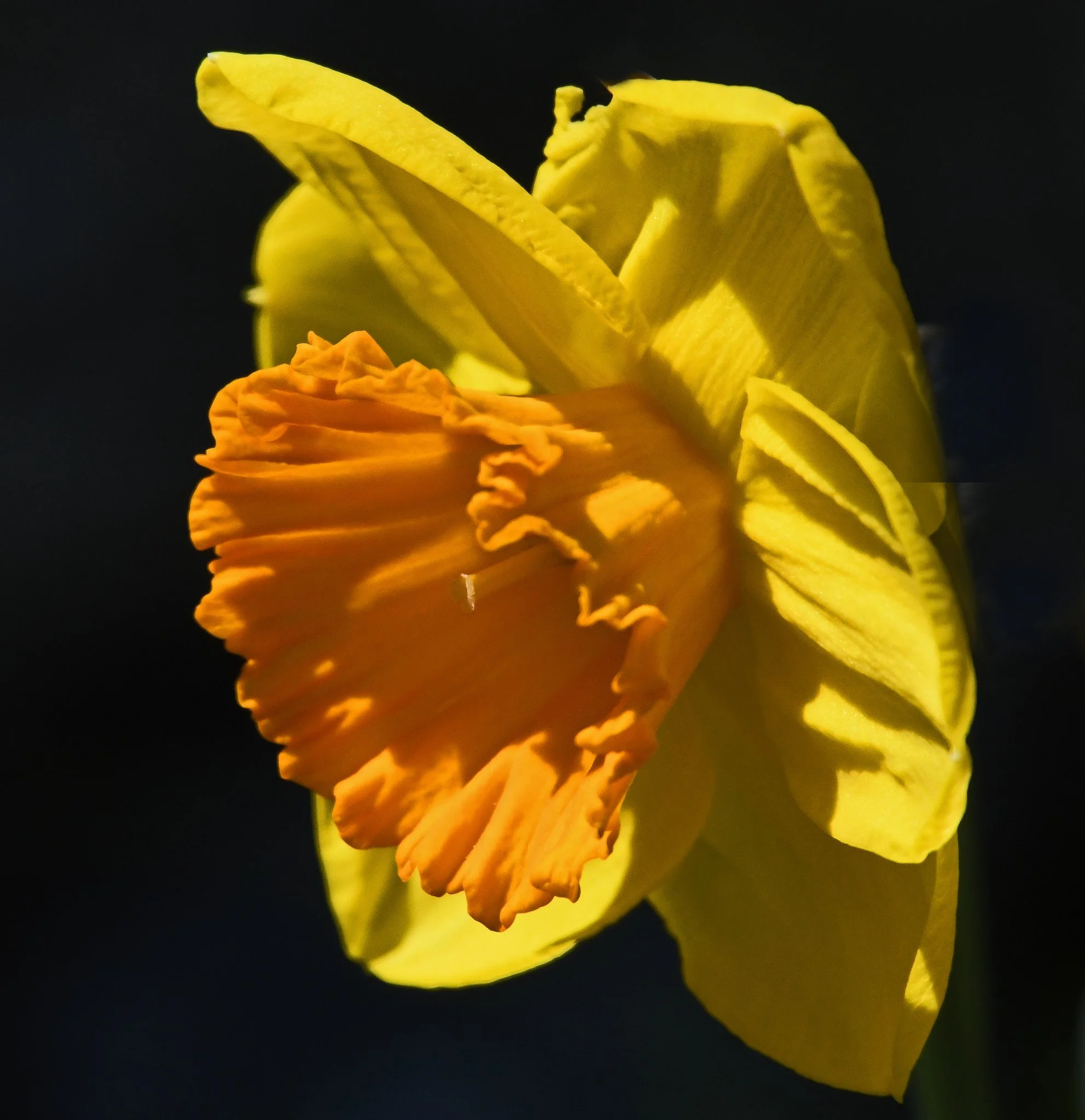 flora2f.jpg