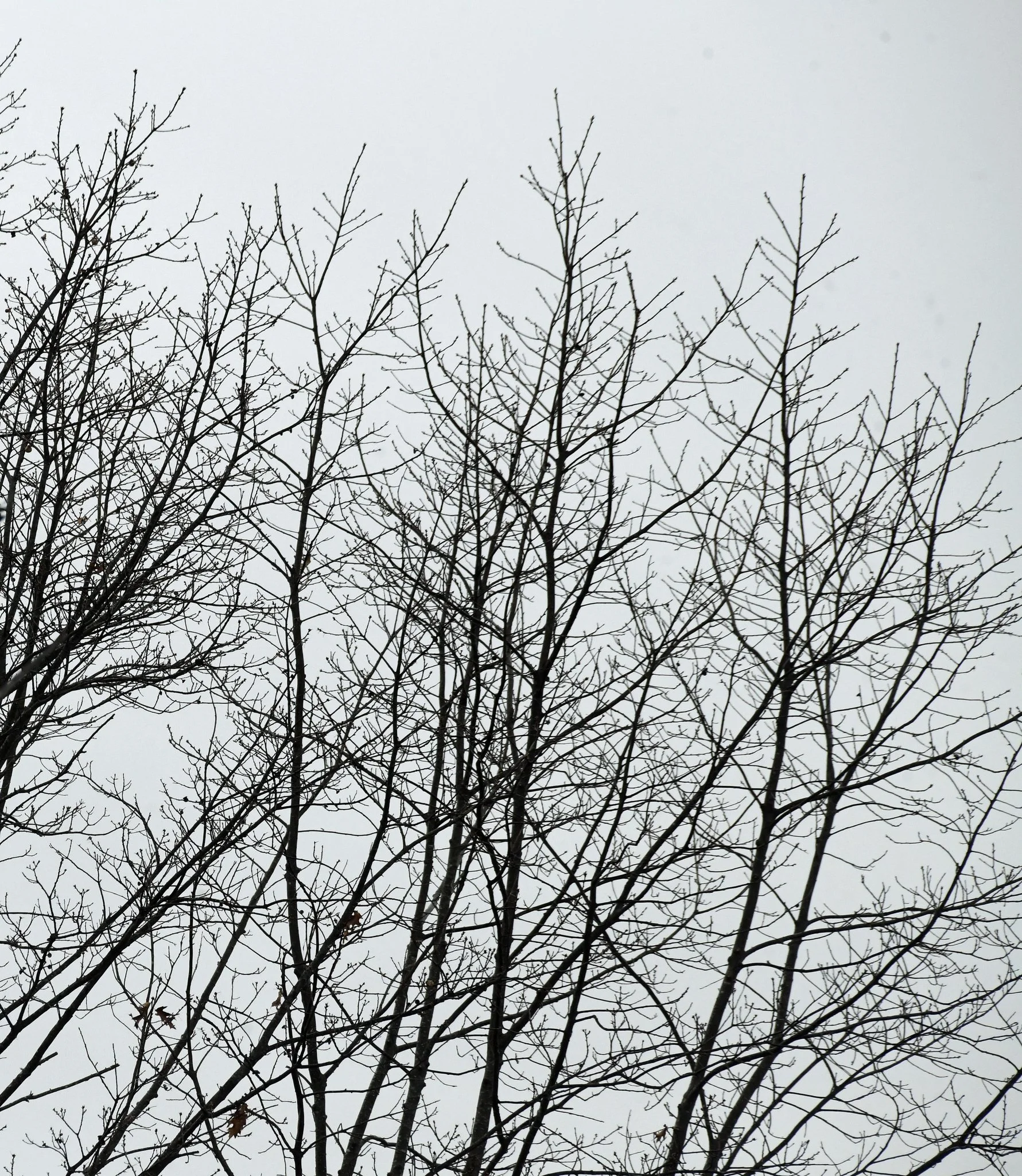 Trees-1.jpg