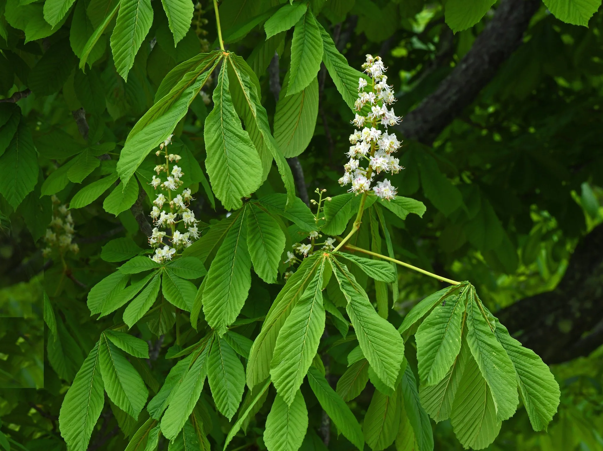 Trees-1a.jpg