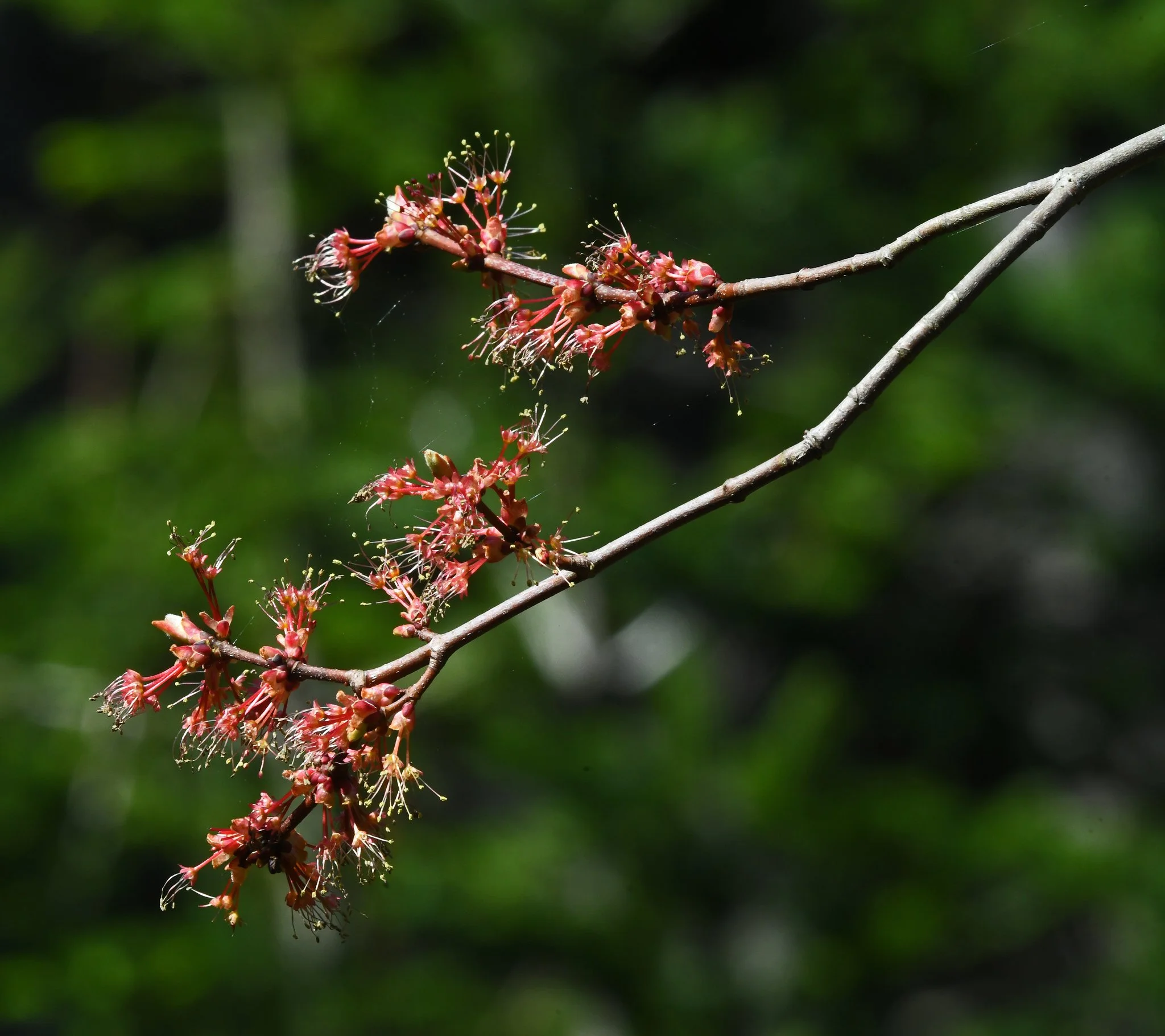 Trees-2a (male).jpg