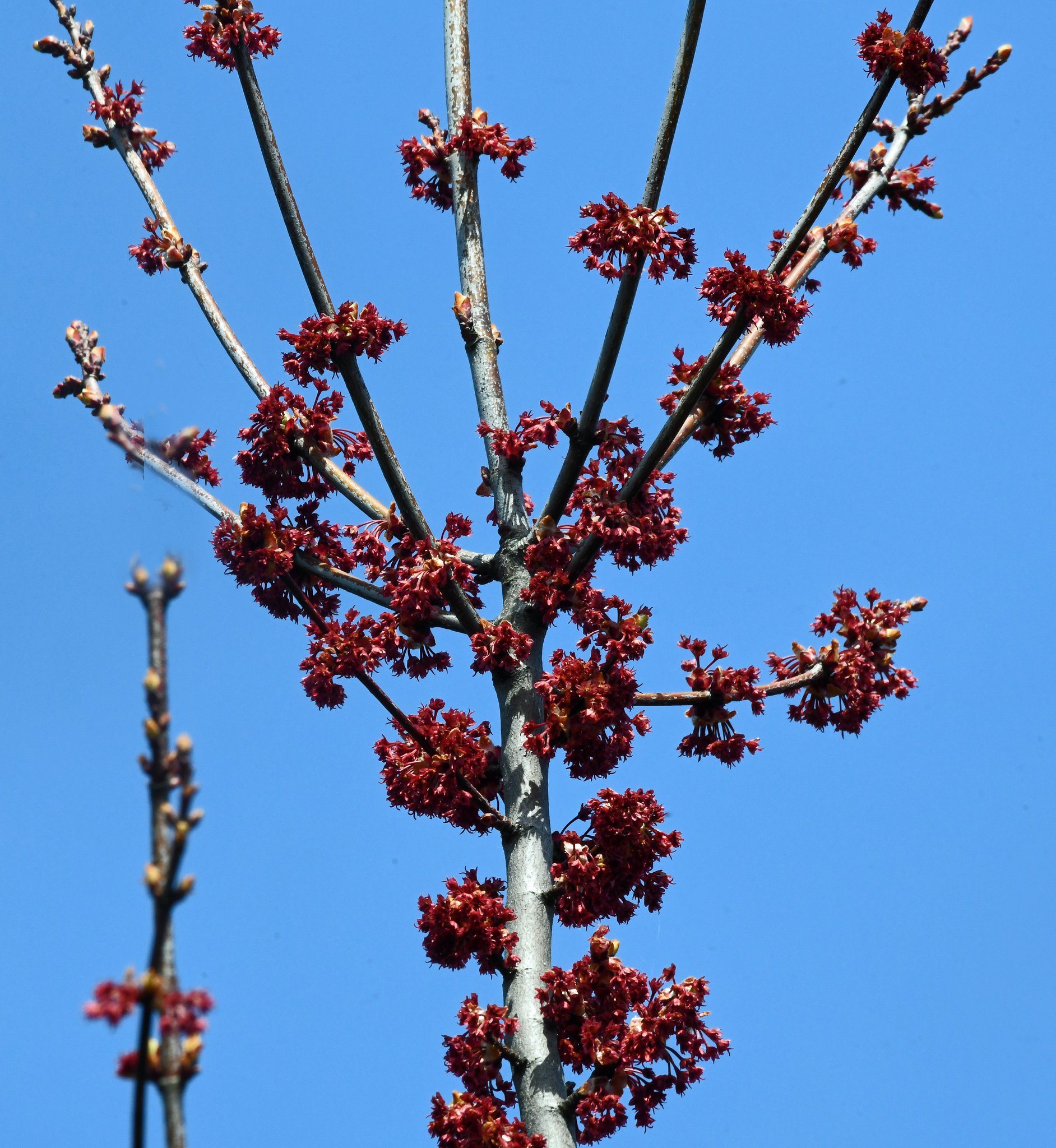 Trees-2-b (female).jpg
