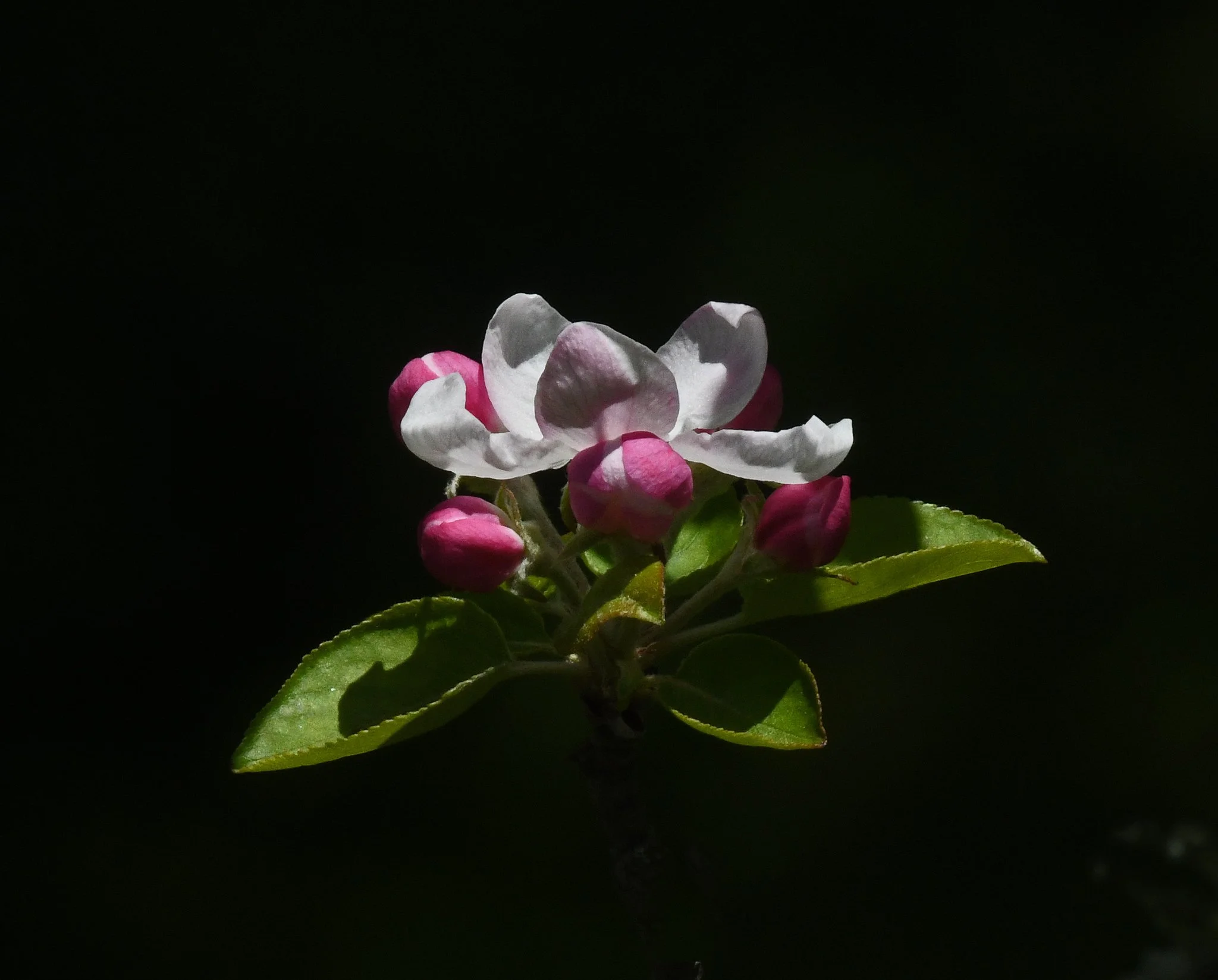 trees-apple 1a.jpg