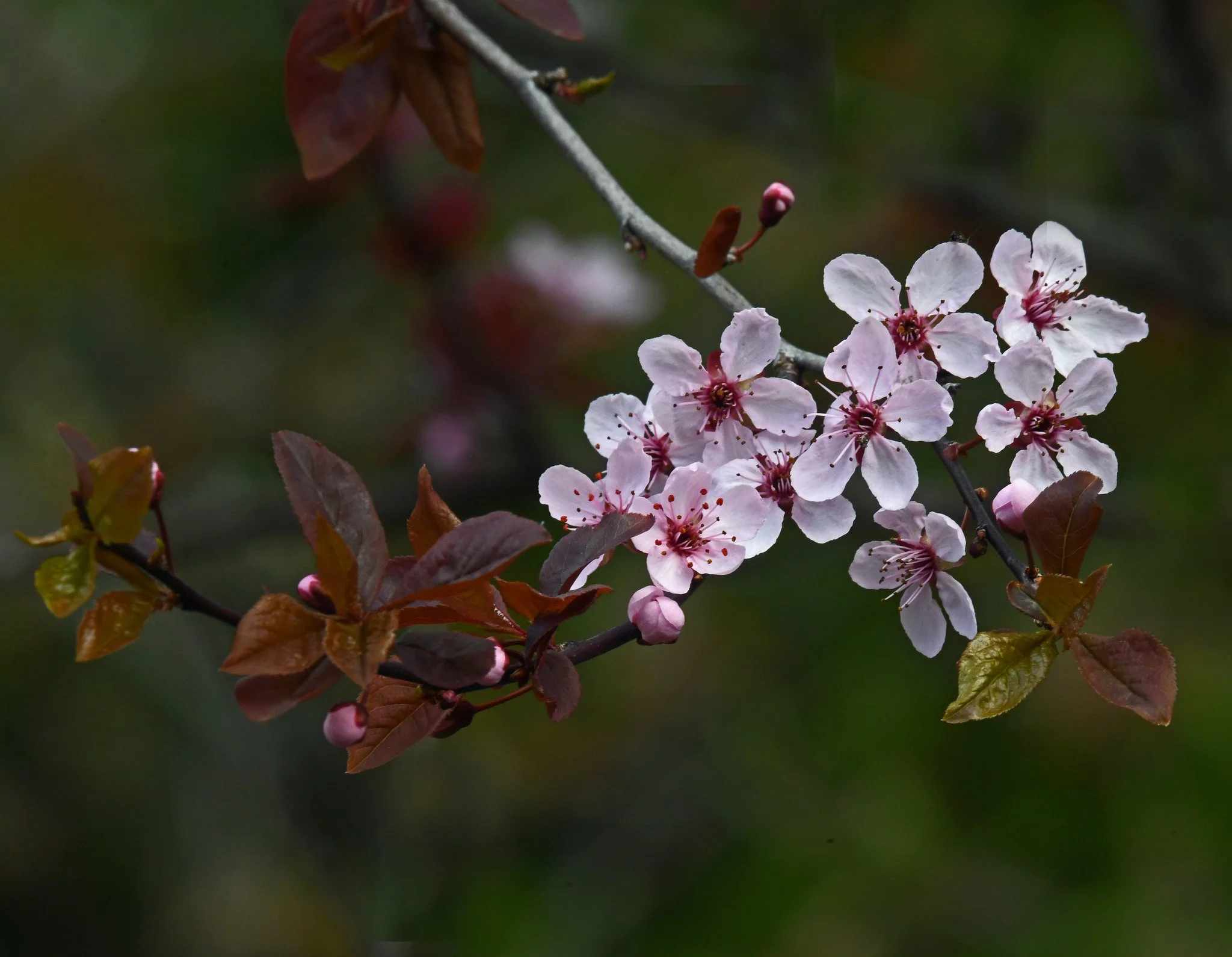 trees-plum.jpg