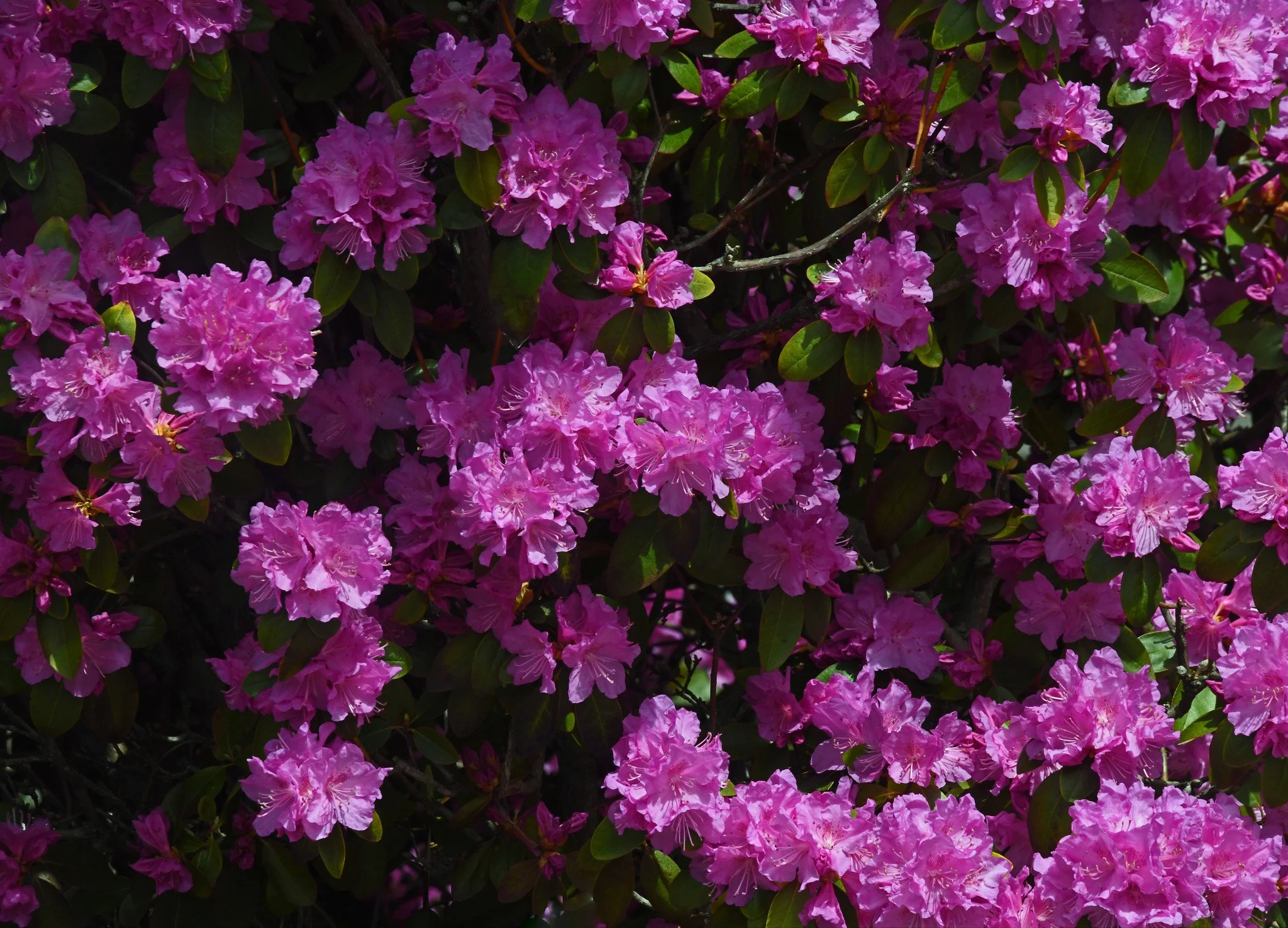shrub-2.jpg