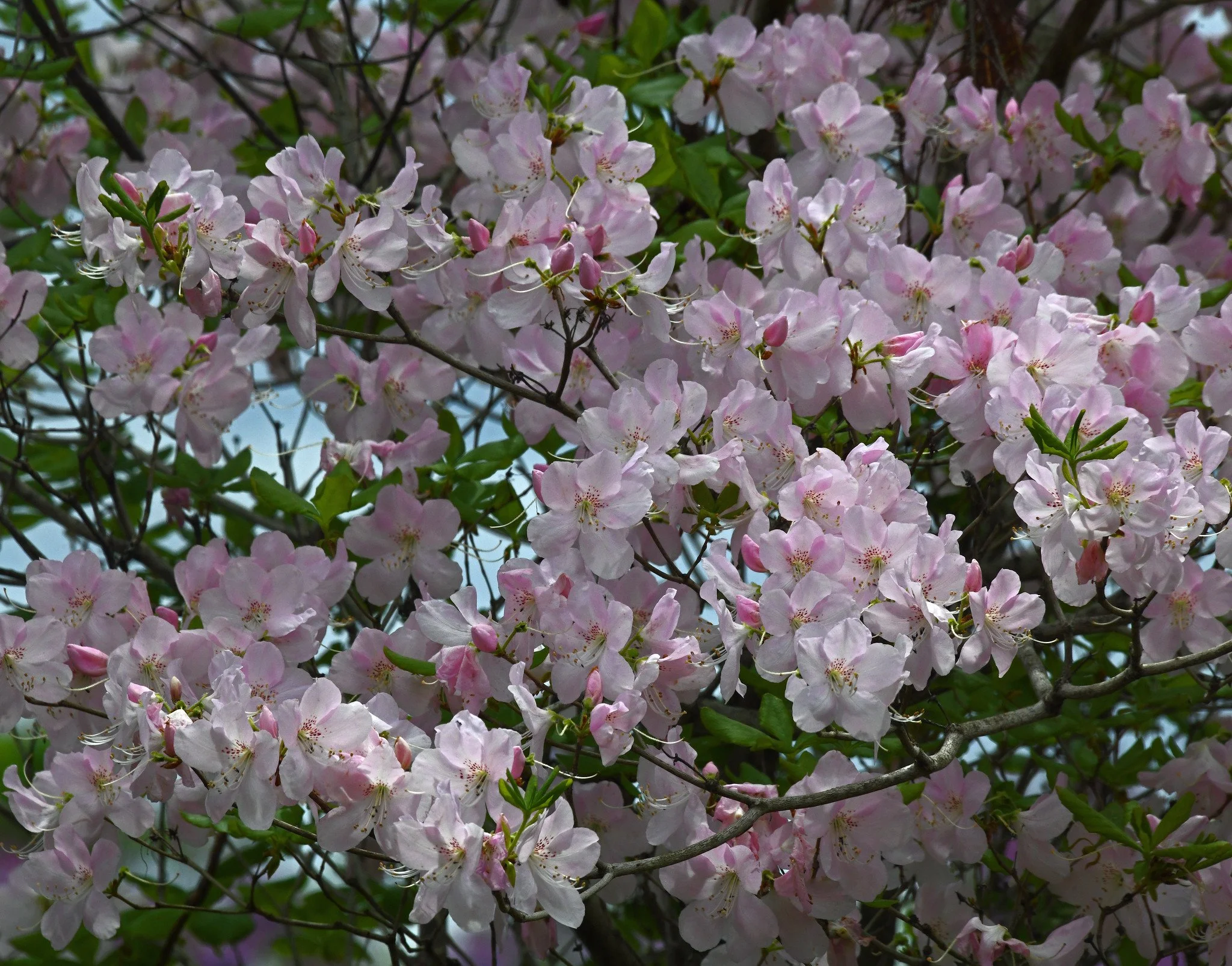 shrub-2a.jpg