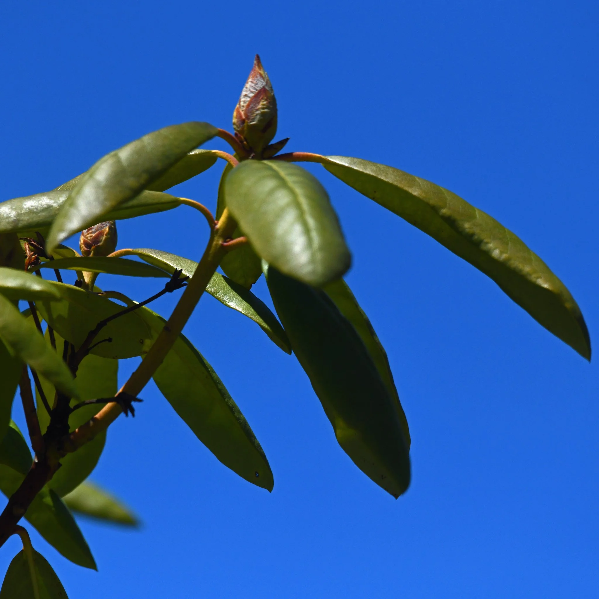 shrub-2b.jpg