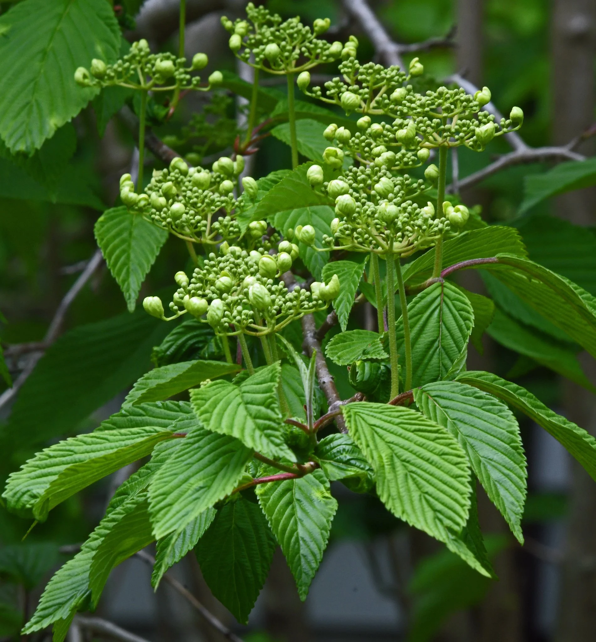 shrub-3.jpg