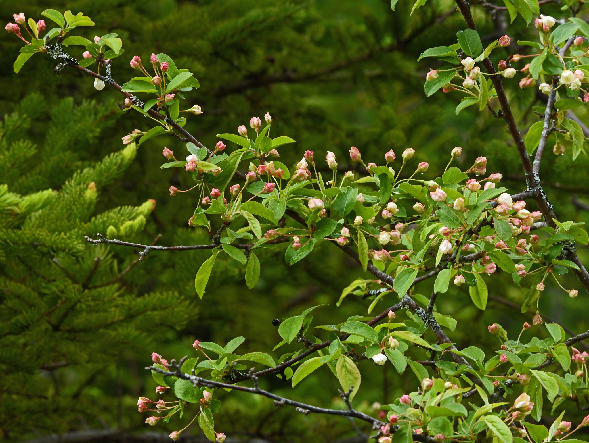 shrub-4.jpg