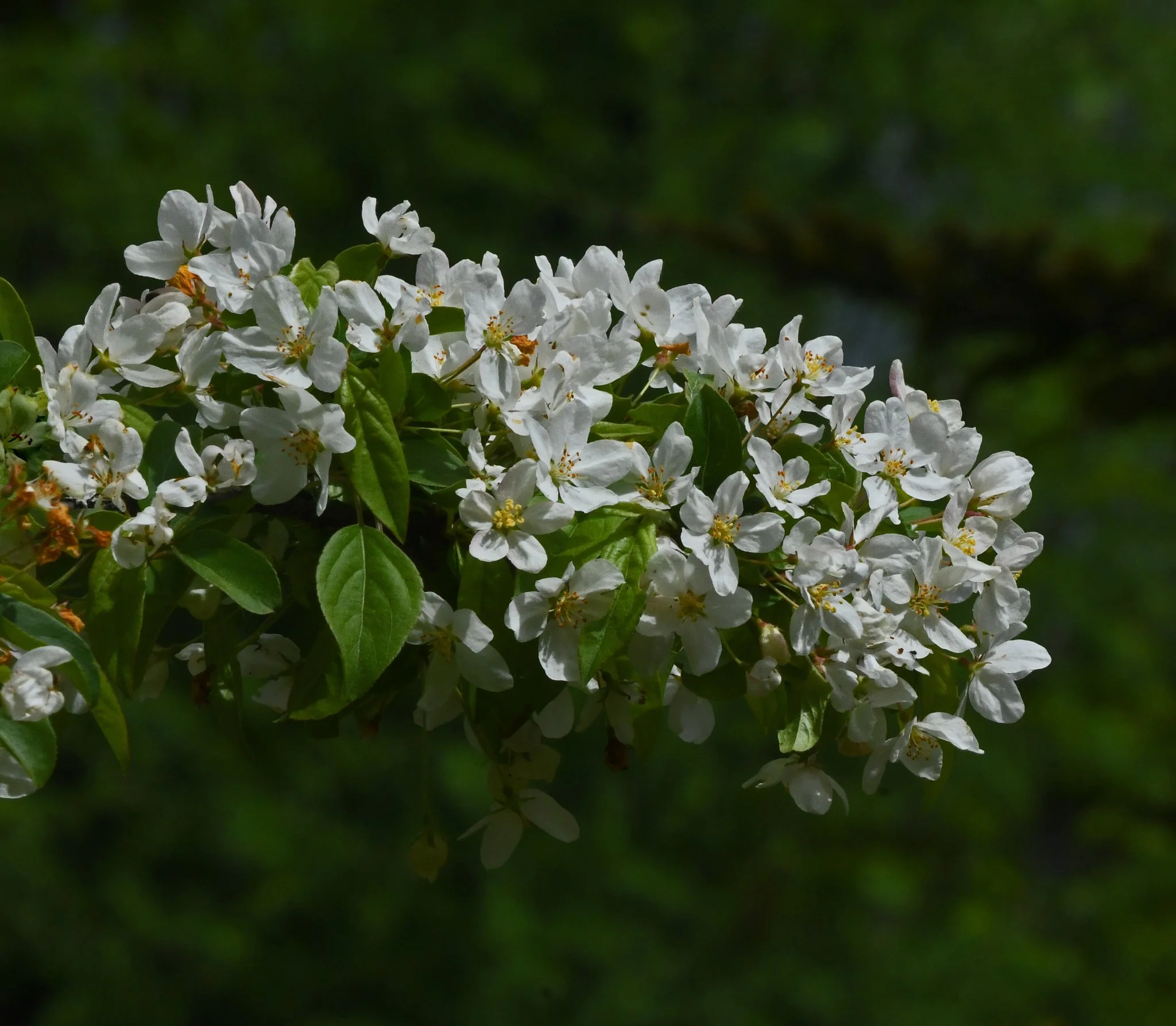 shrub-4a.jpg