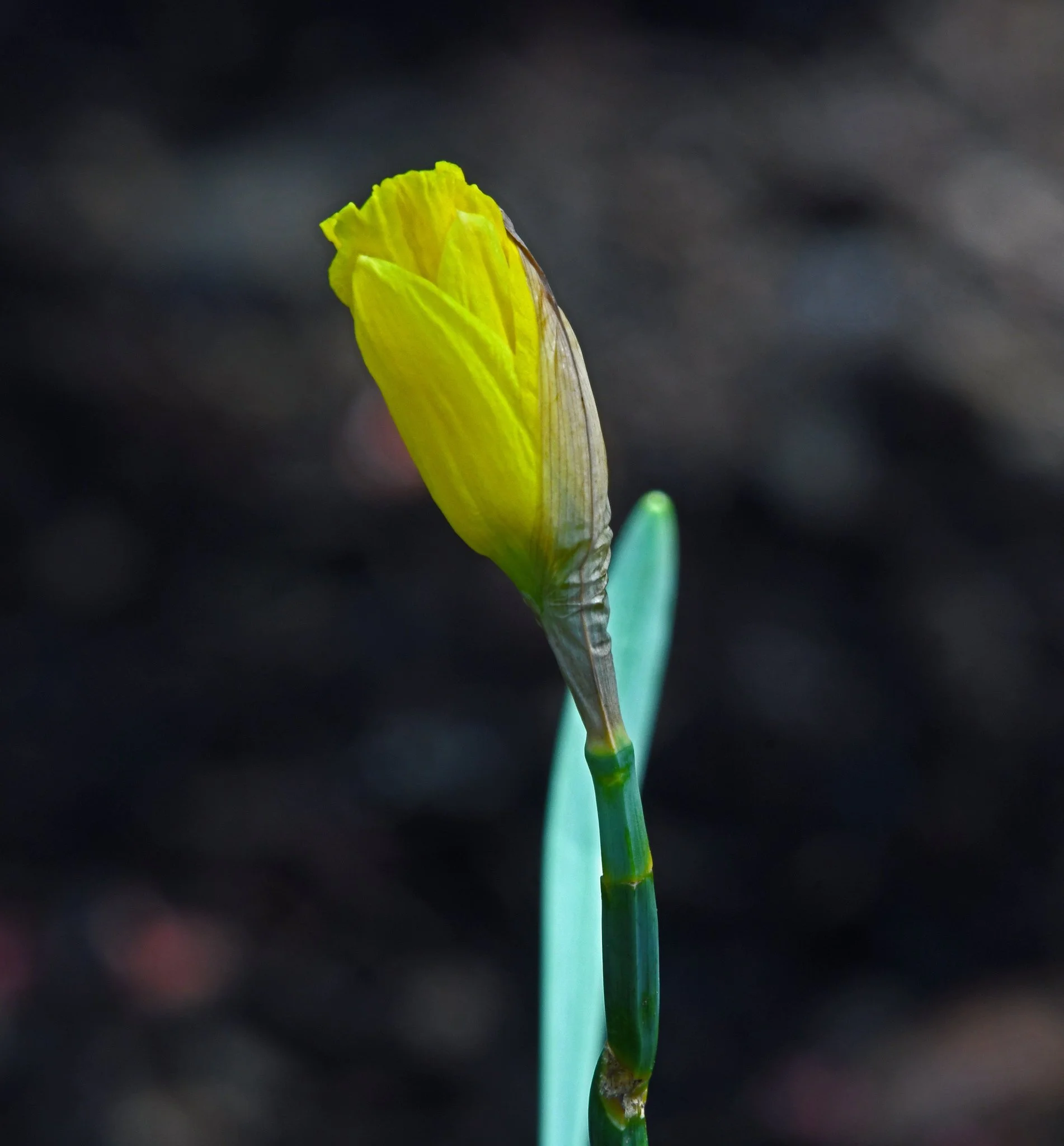Flower -1.jpg