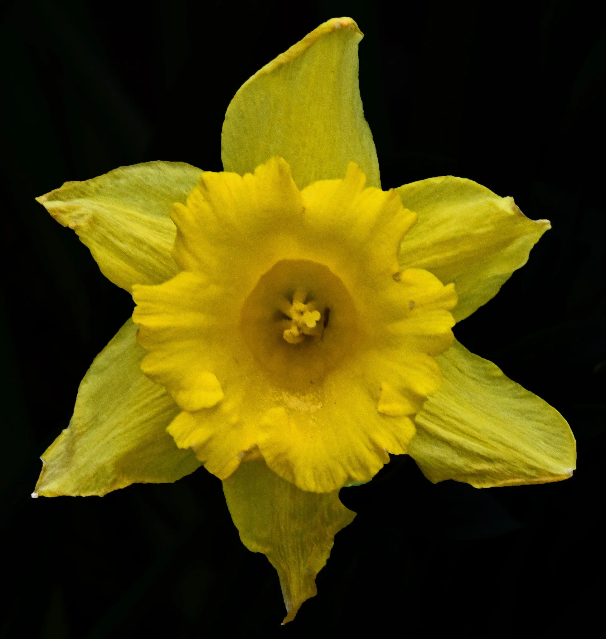 Flower -1a.jpg