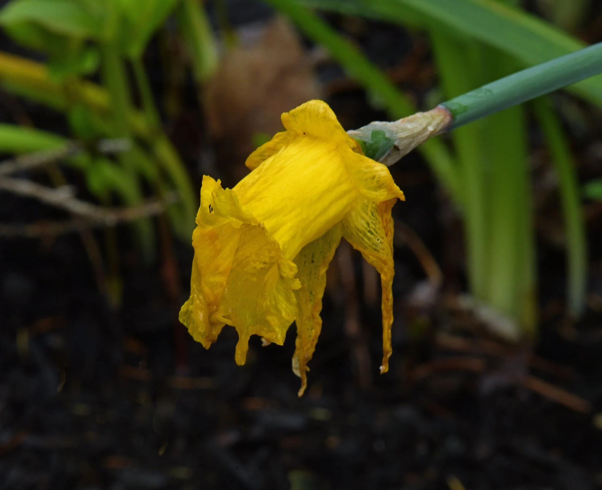 Flower -1b.jpg