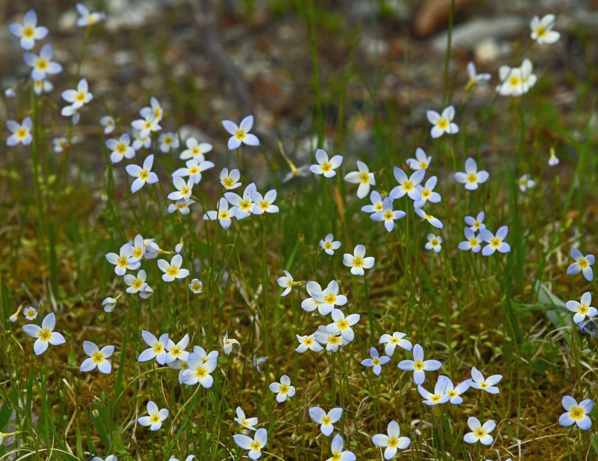 flower-2b.jpg