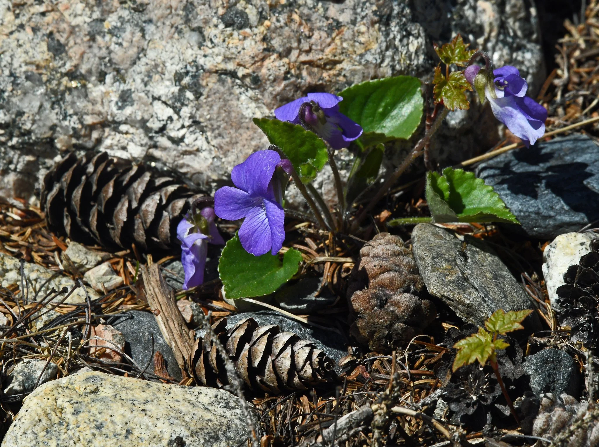 Flower -2a.jpg