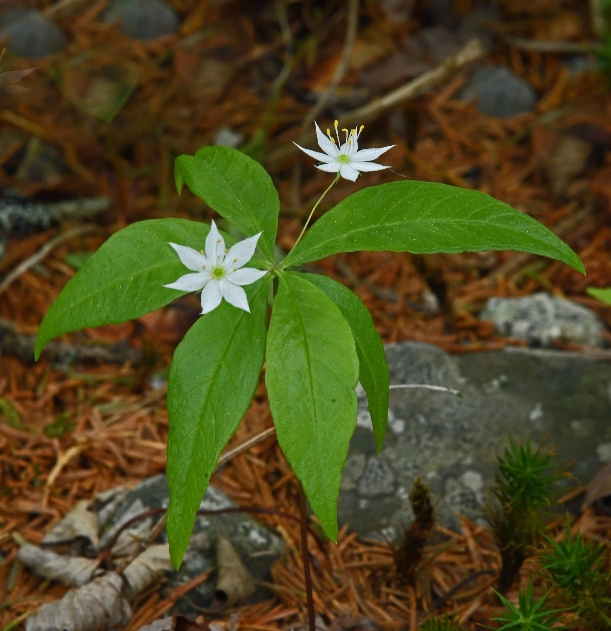 Flower -4.jpg