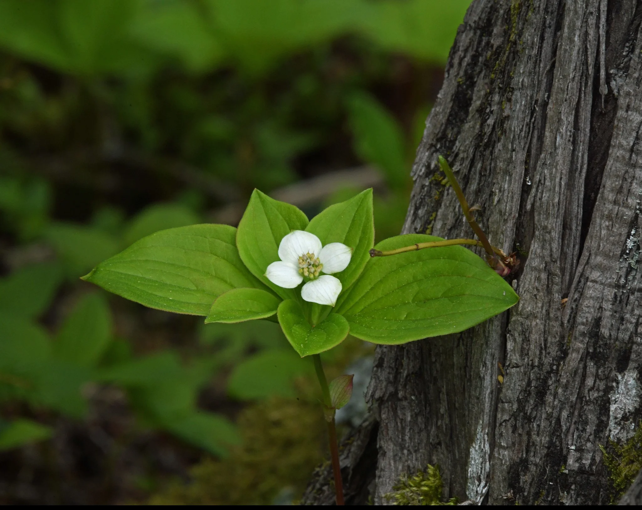 Flower -4a.jpg