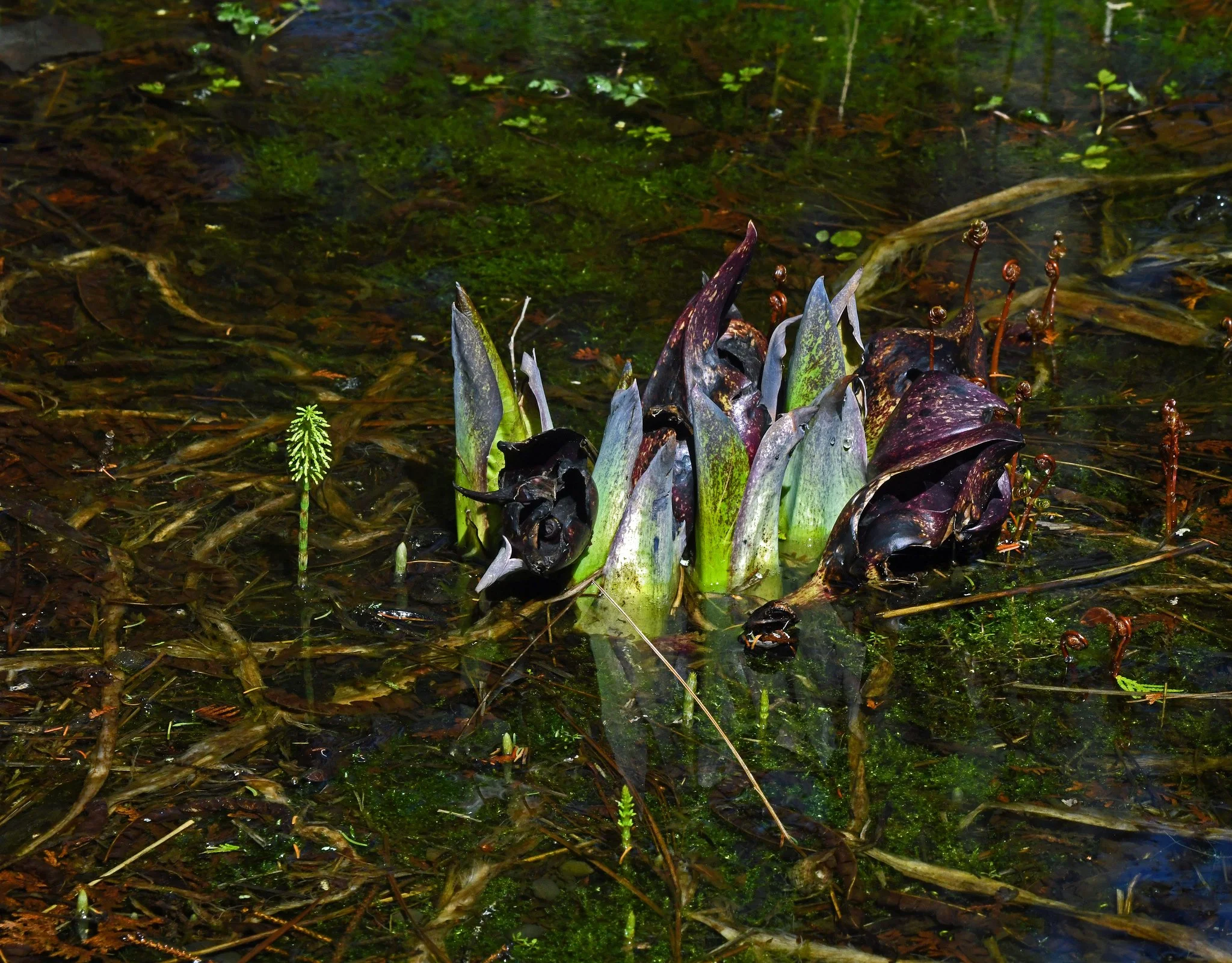 Swamp-1.jpg