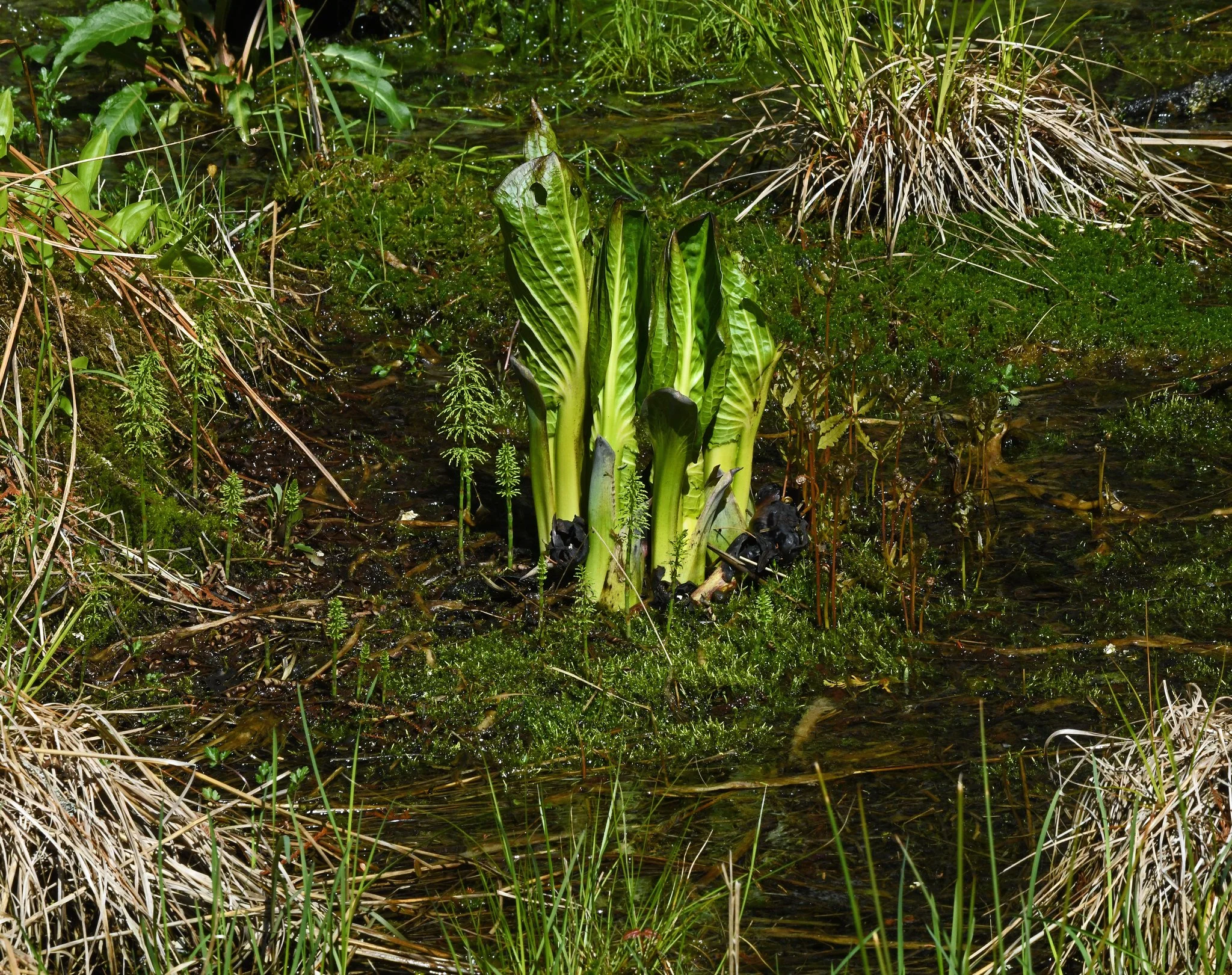 Swamp-1aq.jpg