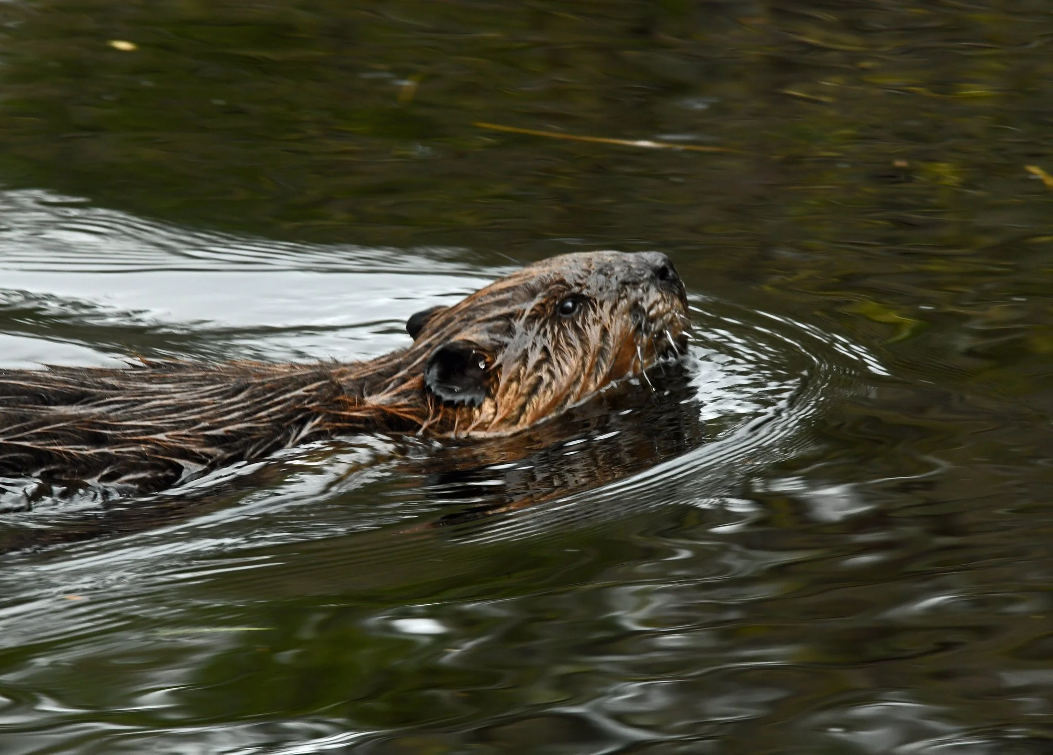 Fauna-beaverr 1.jpg