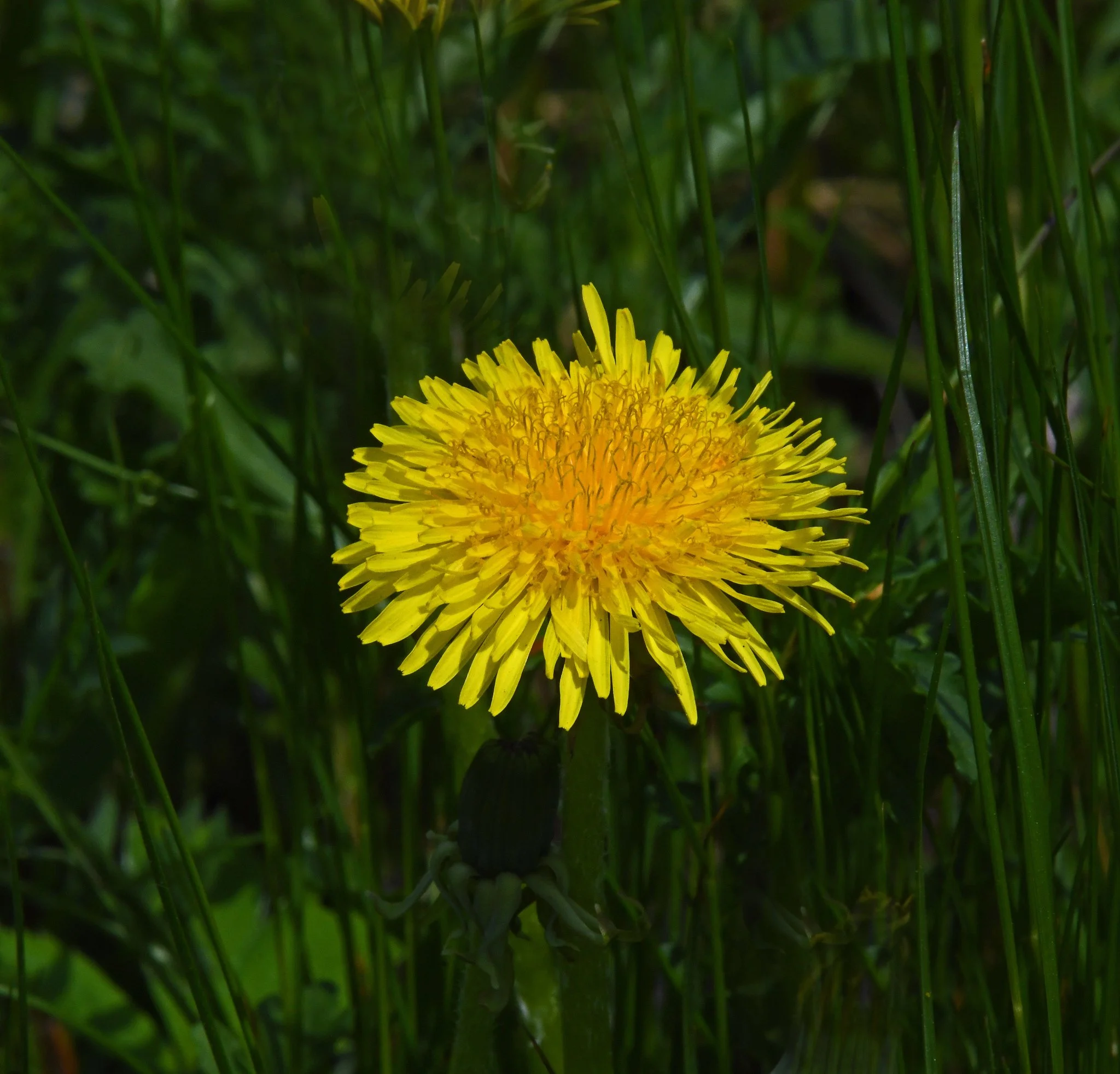 Flower -3.jpg