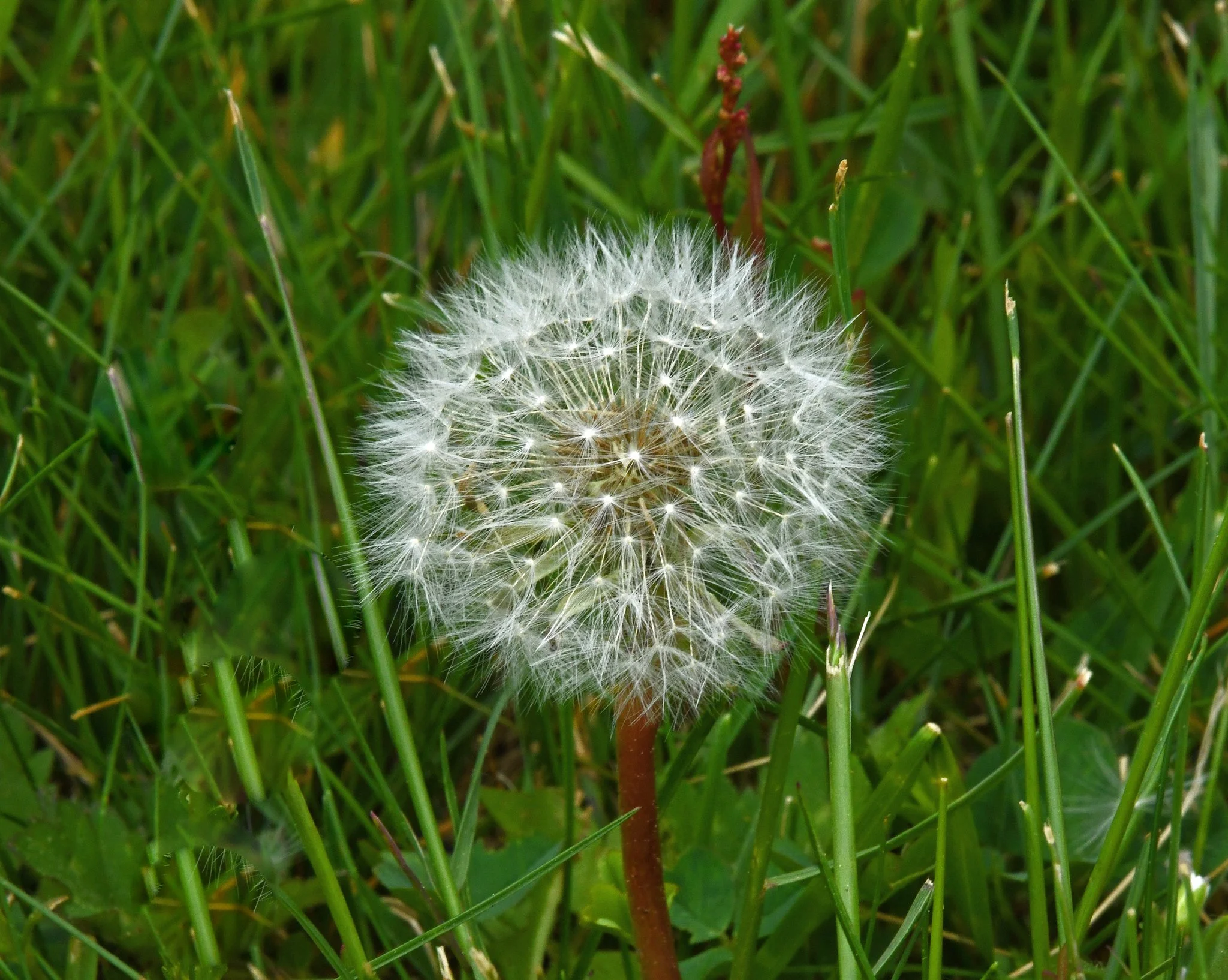 Flower -3a.jpg