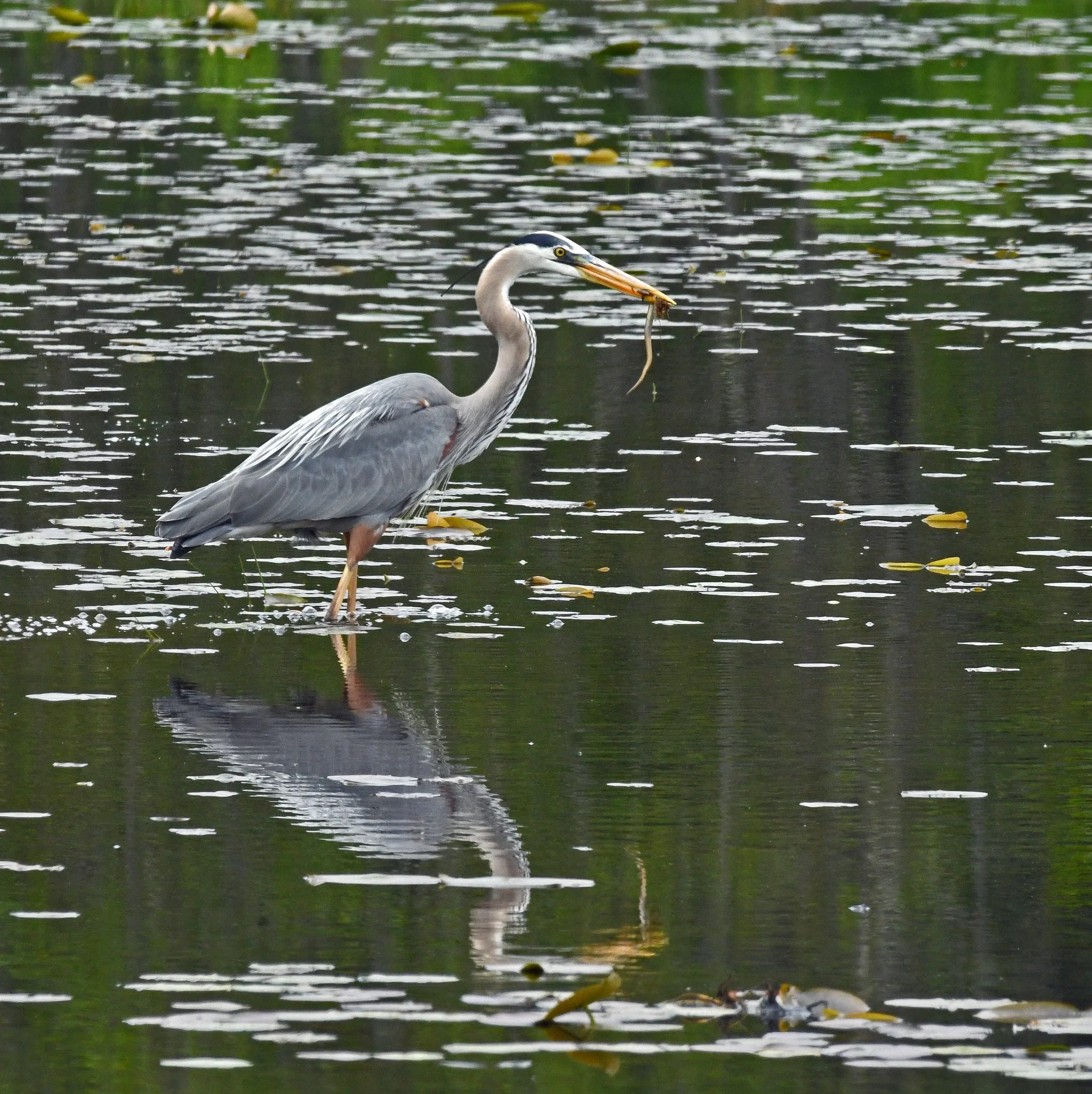 bird-1.jpg