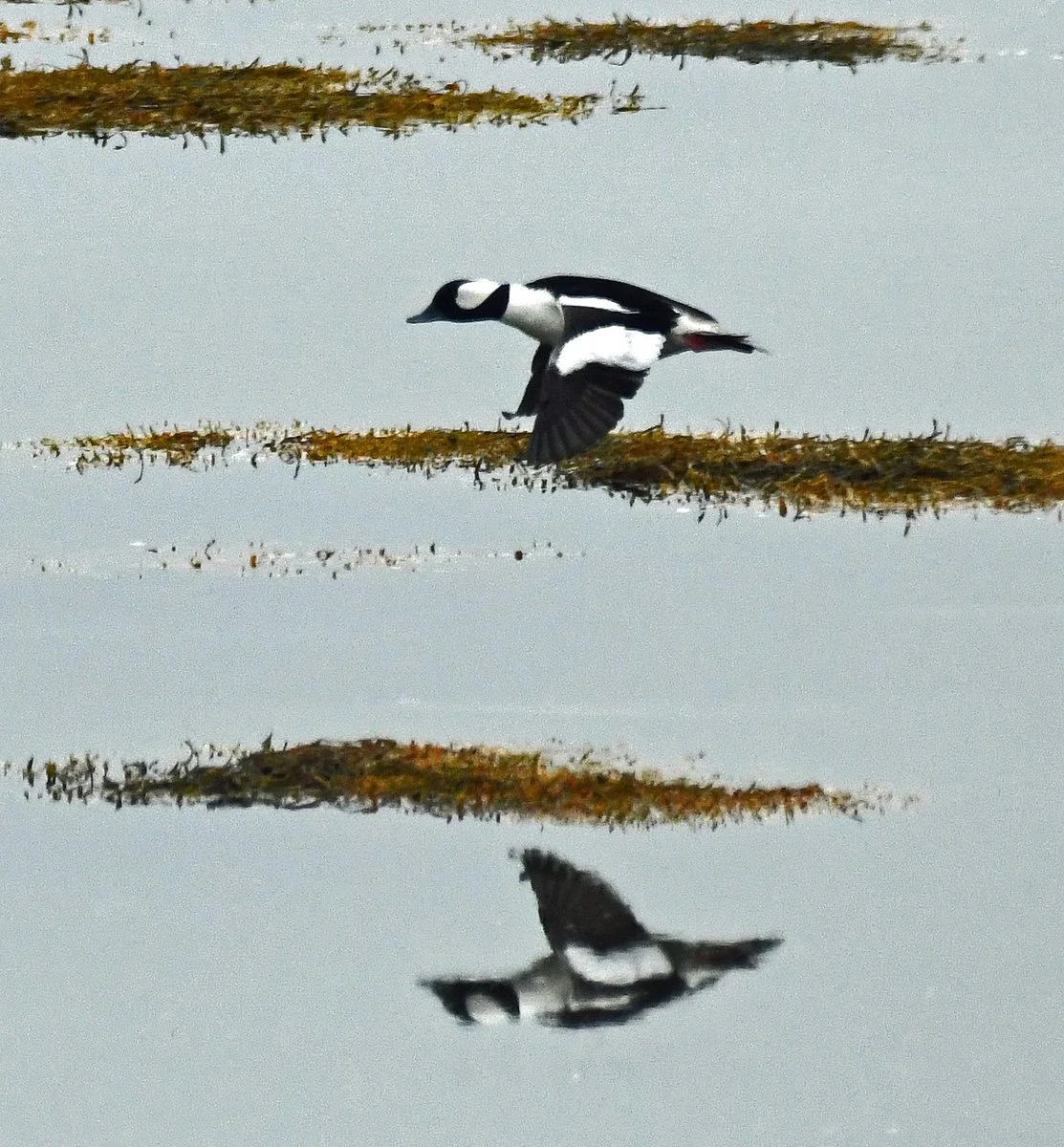 bird-3.jpg