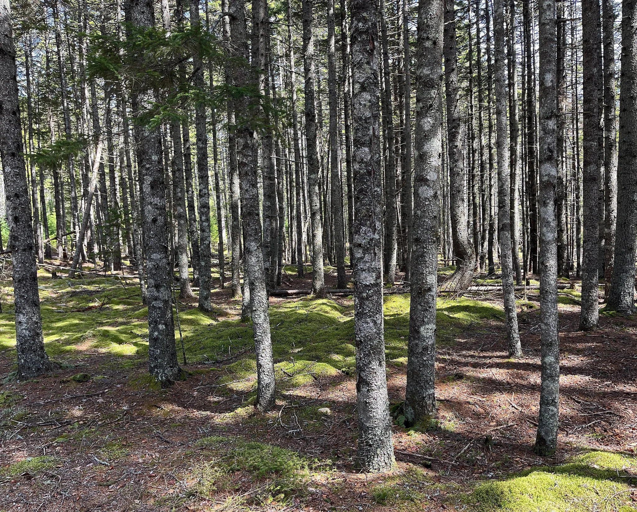 woods-1.jpg