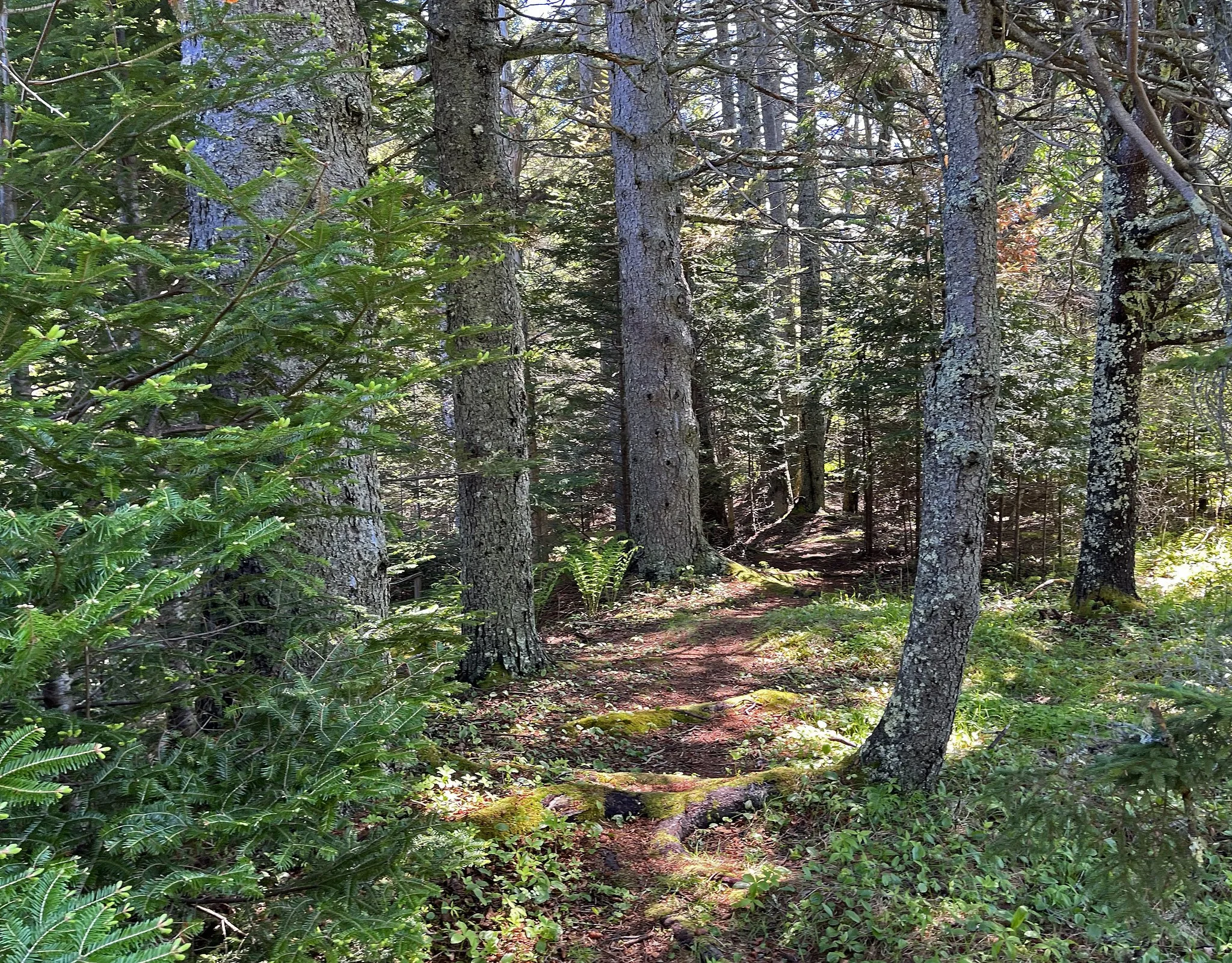 woods-2.jpg