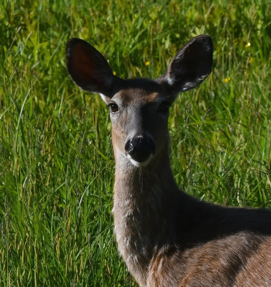 Fauna-1a.jpg