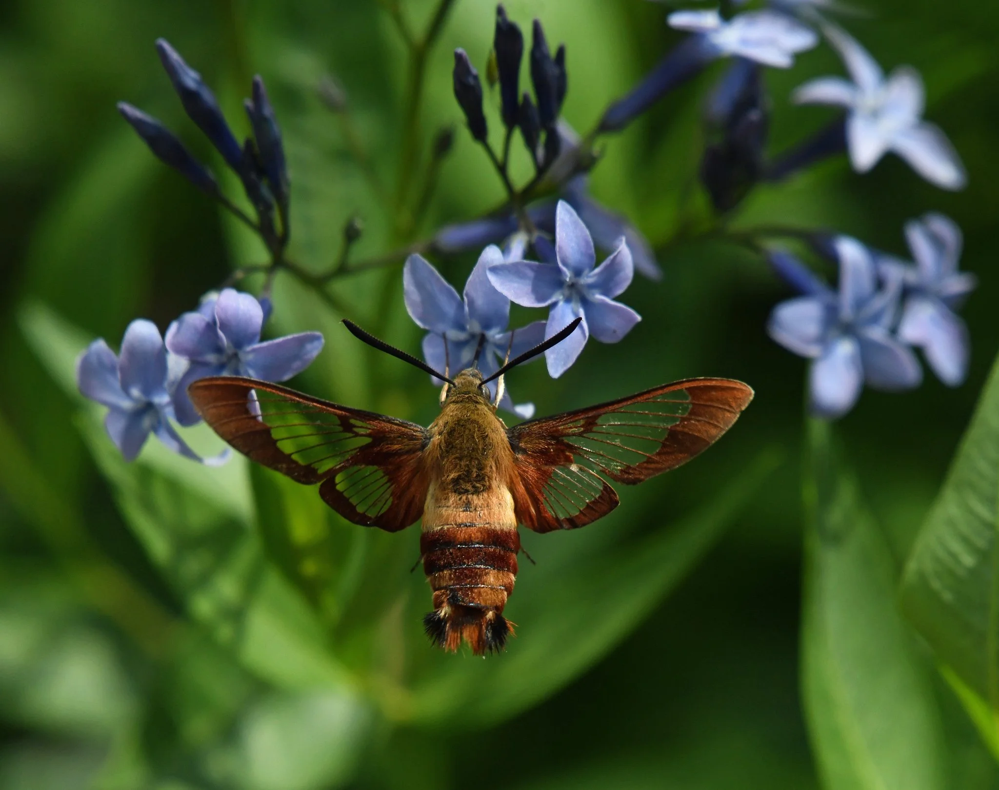 Fauna-8a.jpg