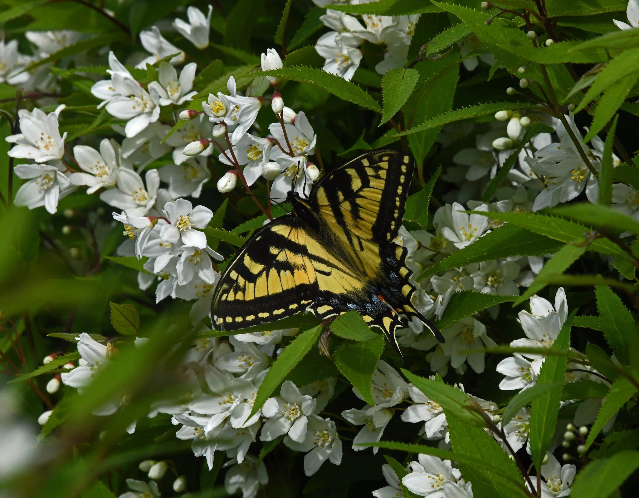 Fauna-8.jpg