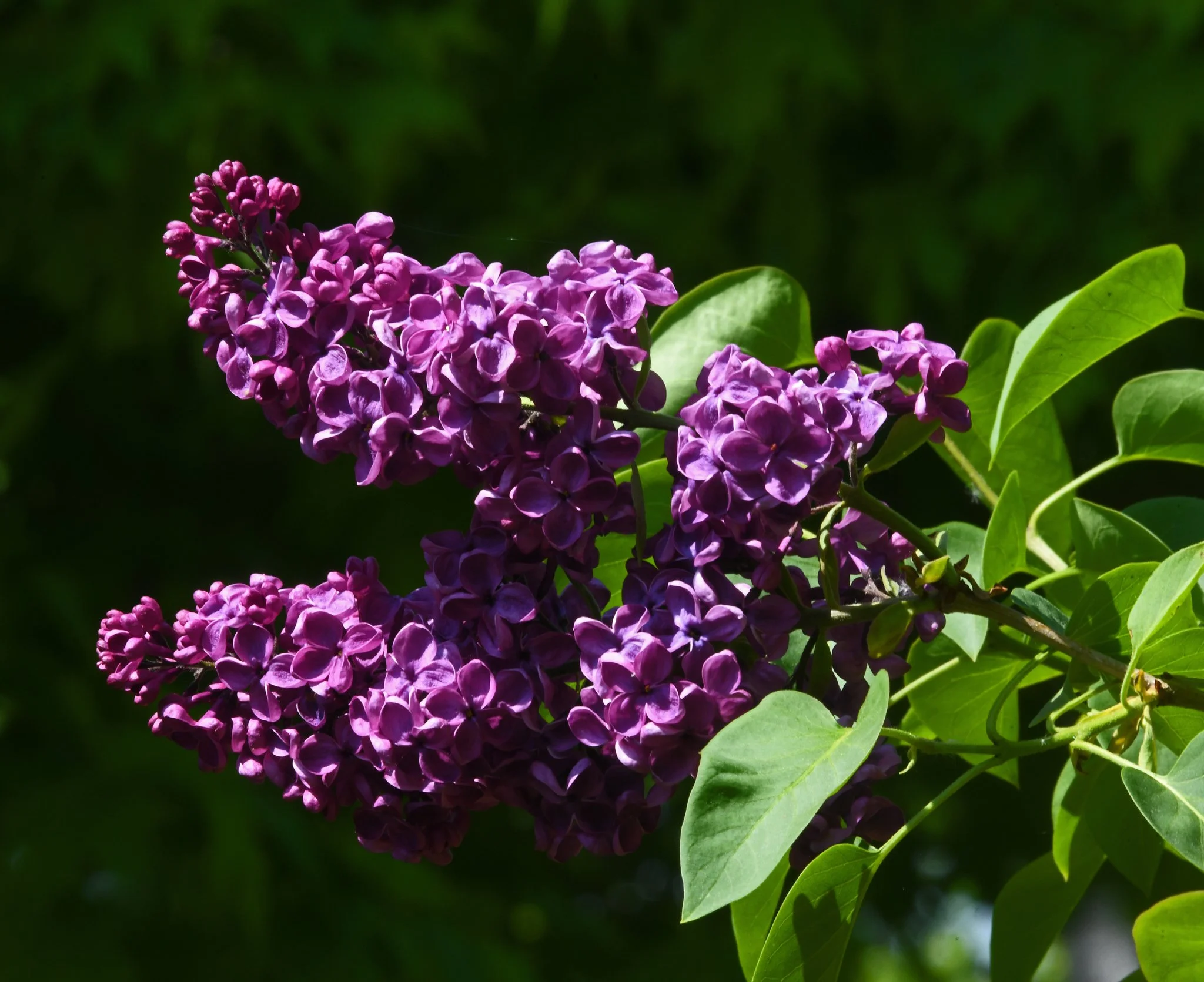 Shrubs-1.jpg