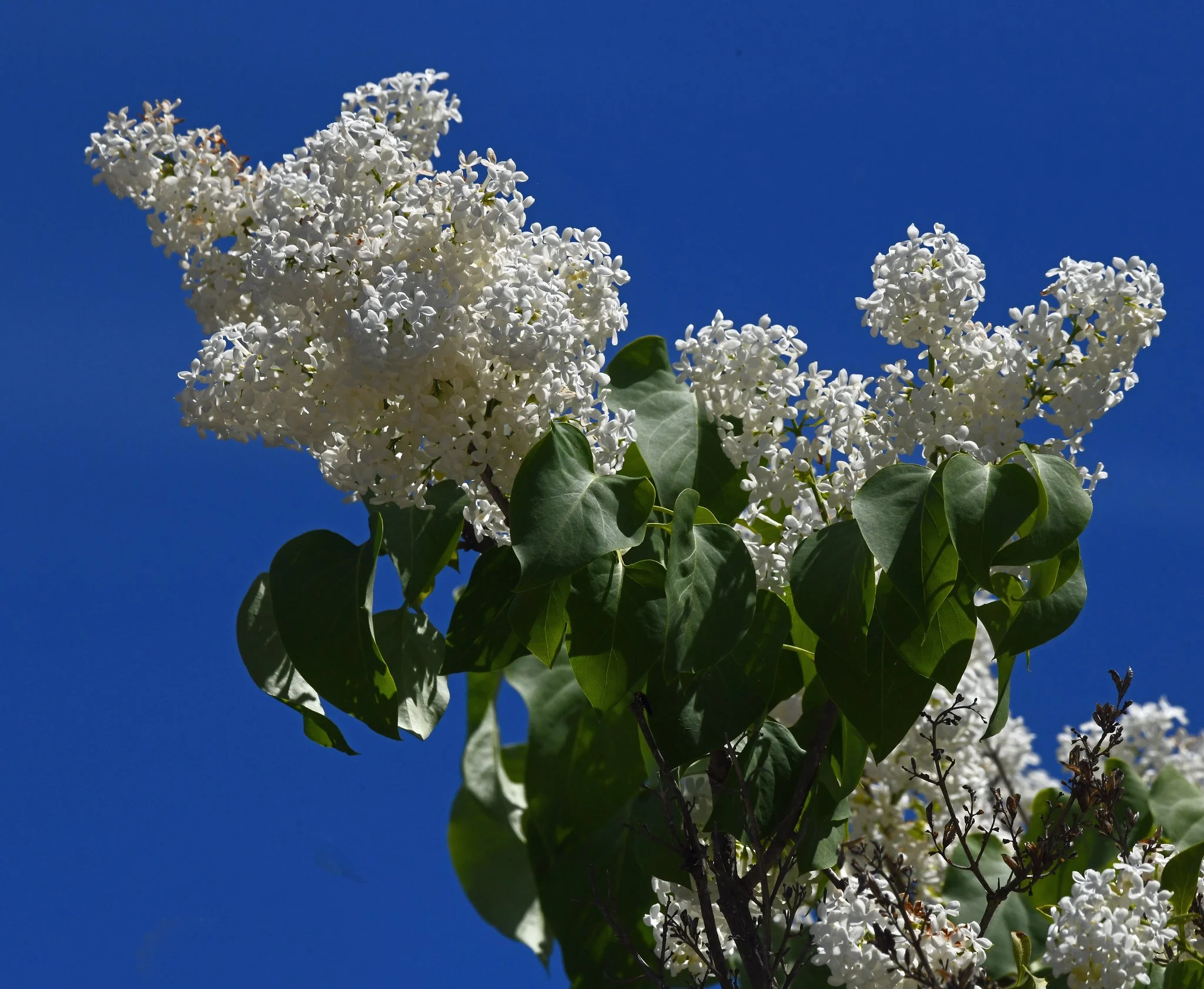 Shrubs-1a.jpg