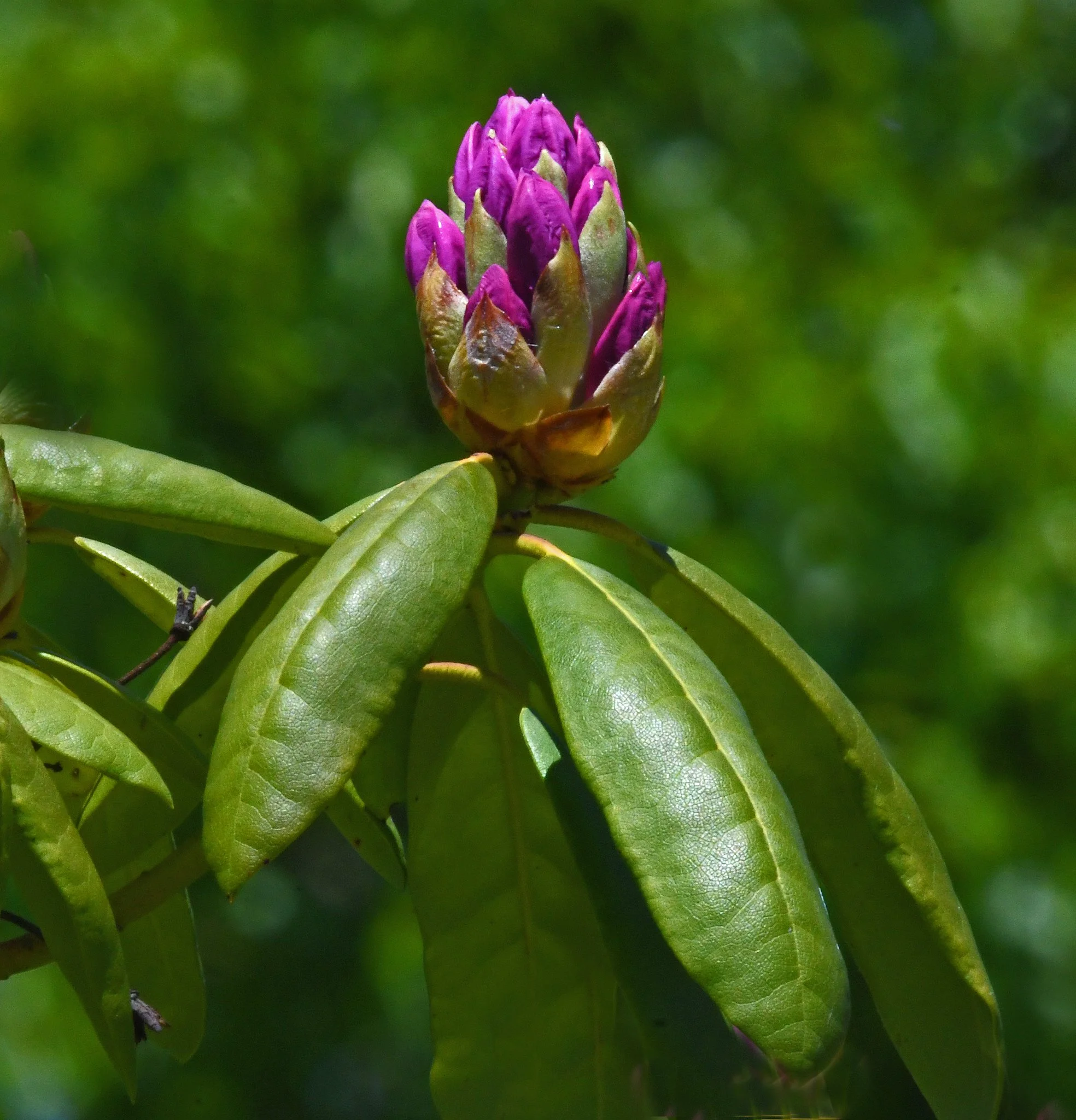 Shrubs-2.jpg