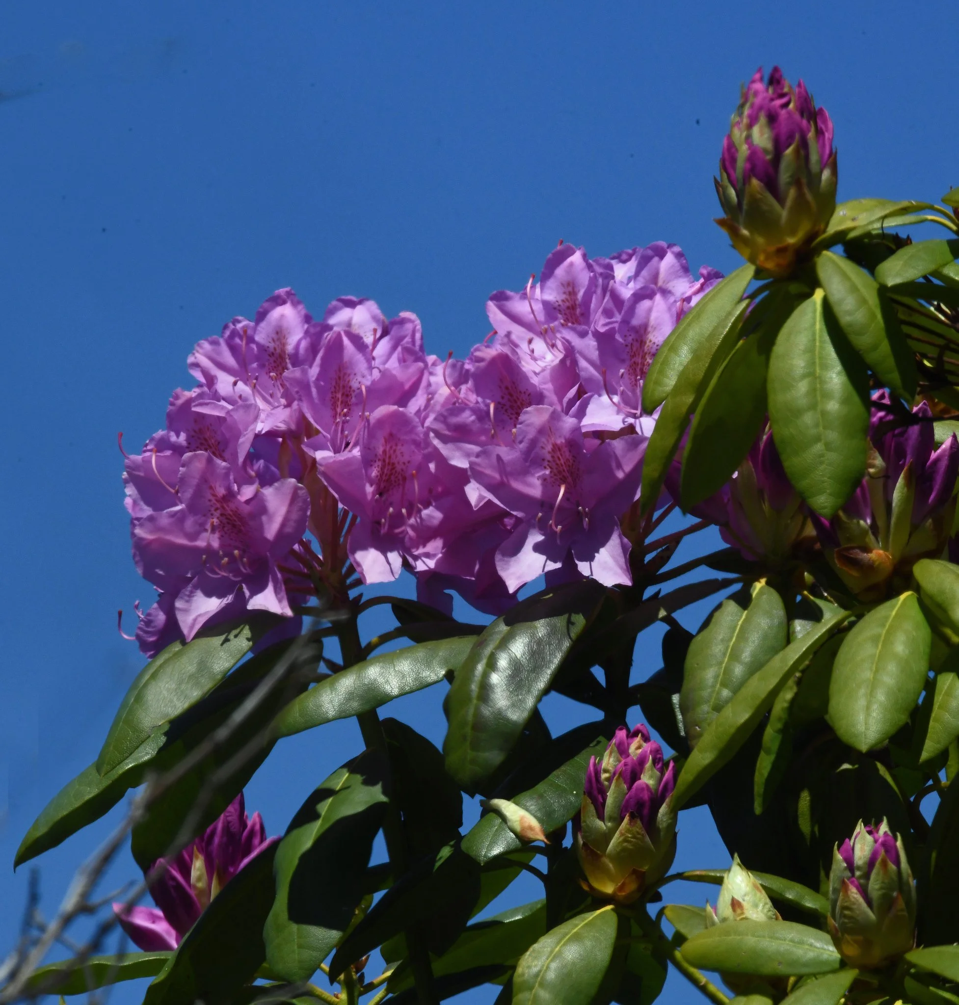 Shrubs-2a.jpg