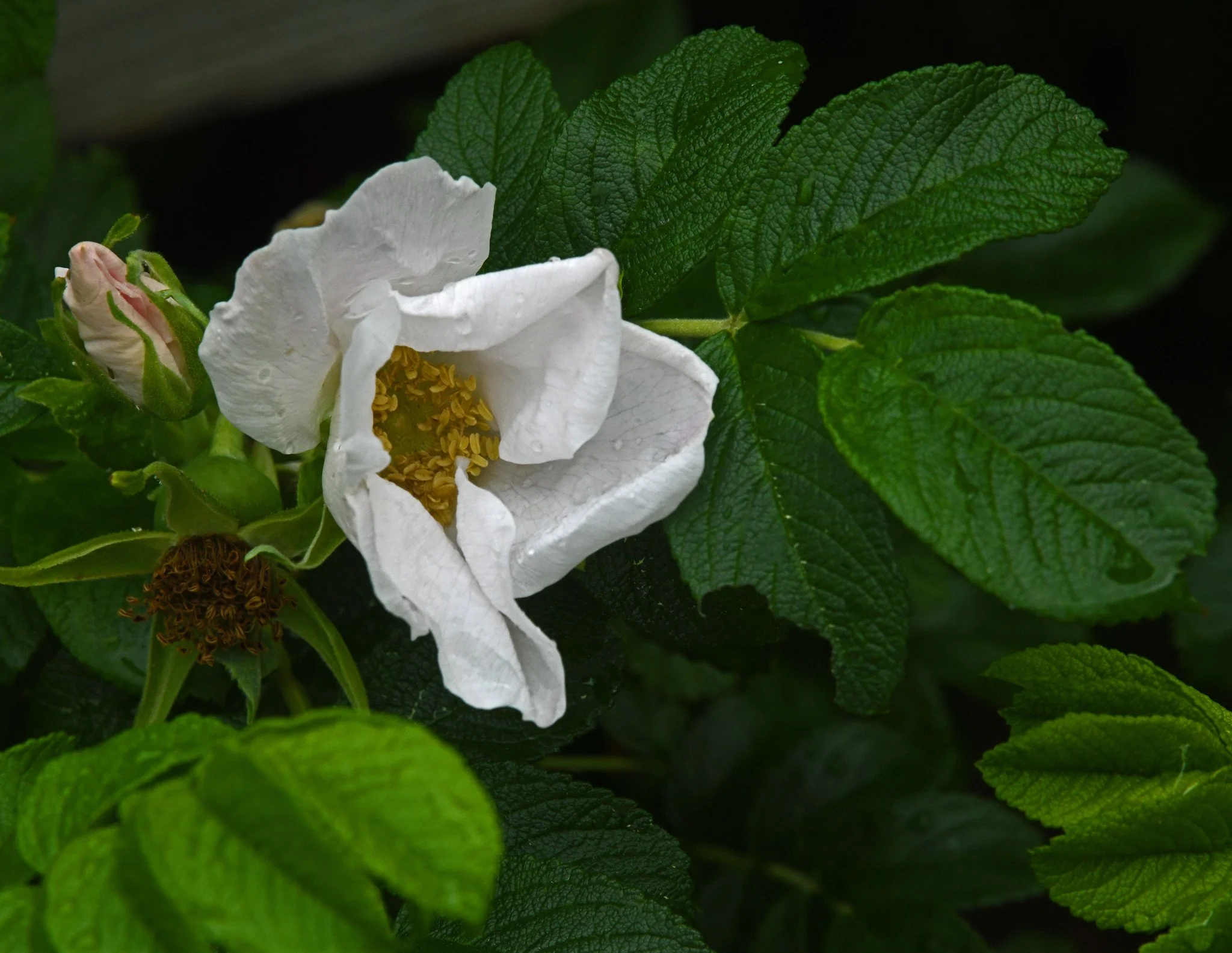 Shrubs-6a.jpg