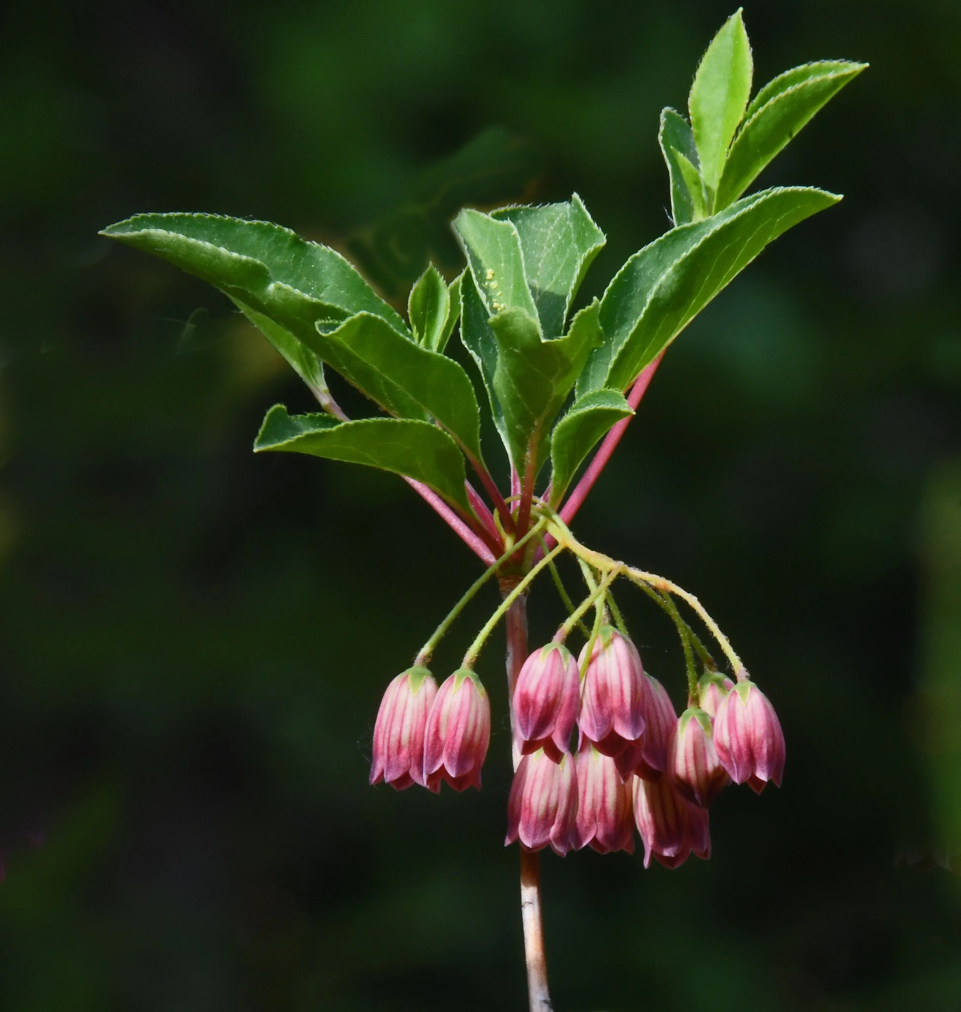 Shrubs-5.jpg