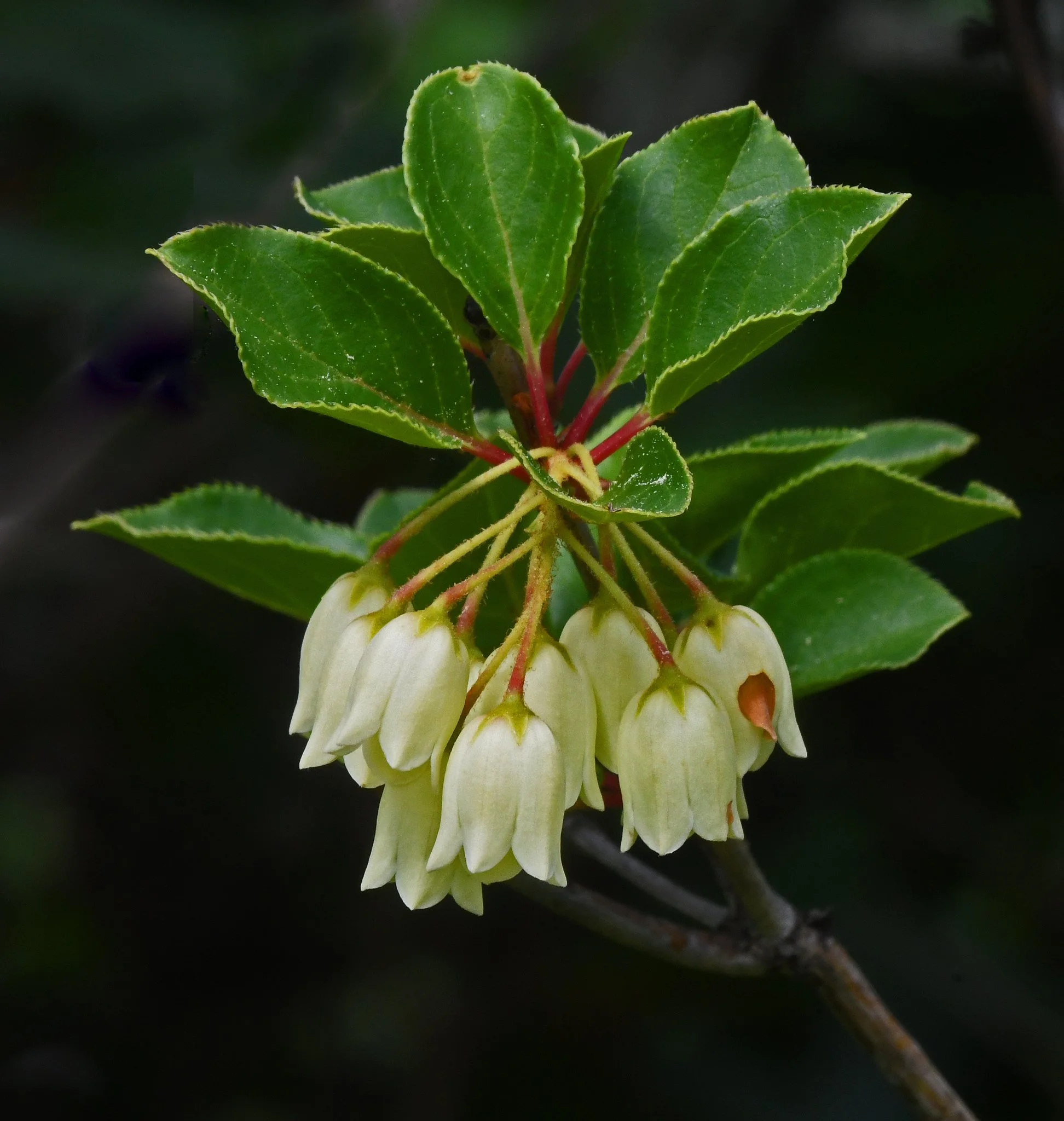 Shrubs-5a.jpg