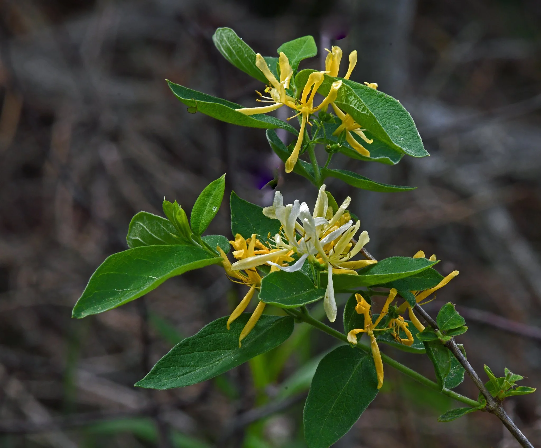 Shrubs-4.jpg
