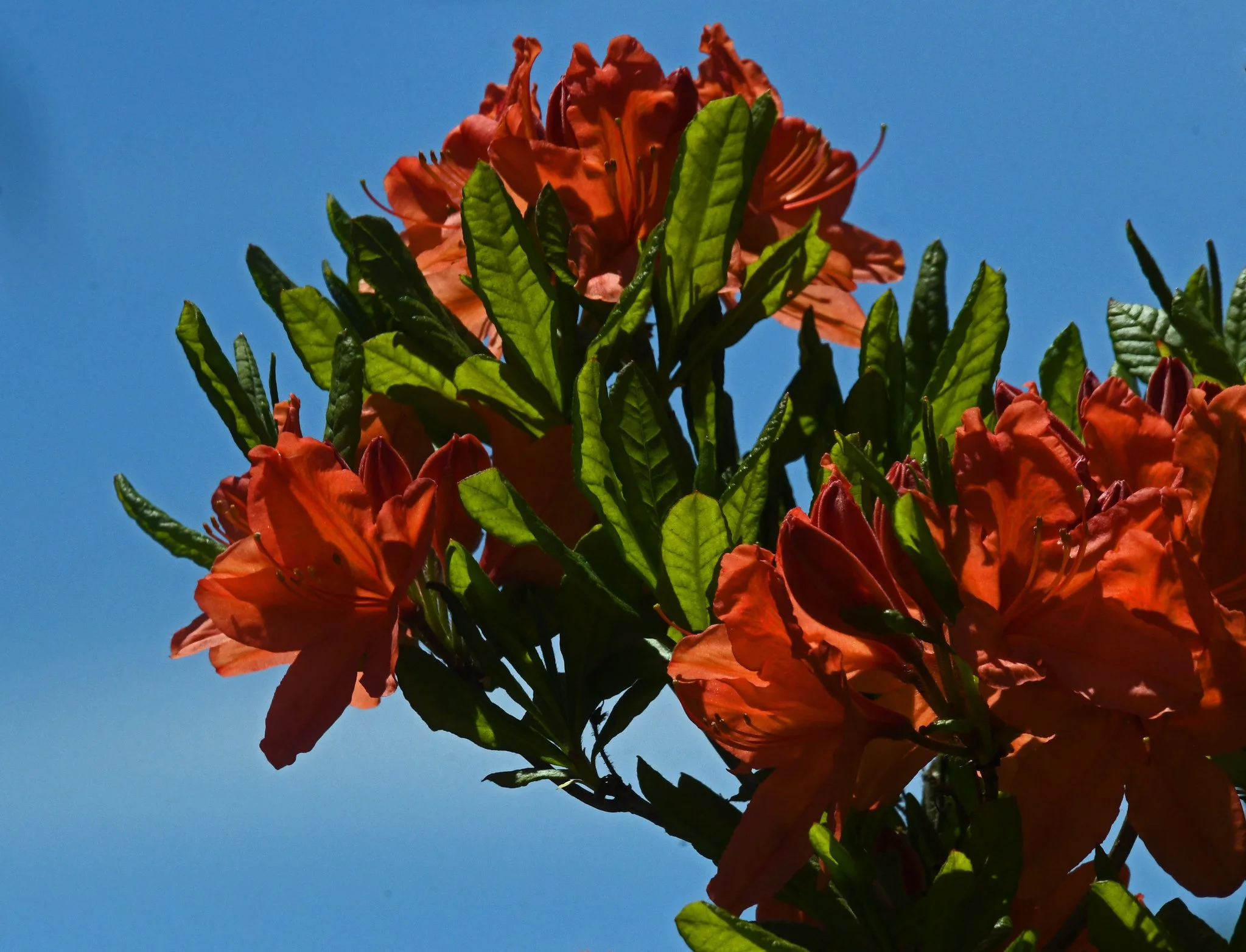 Shrubs-7.jpg