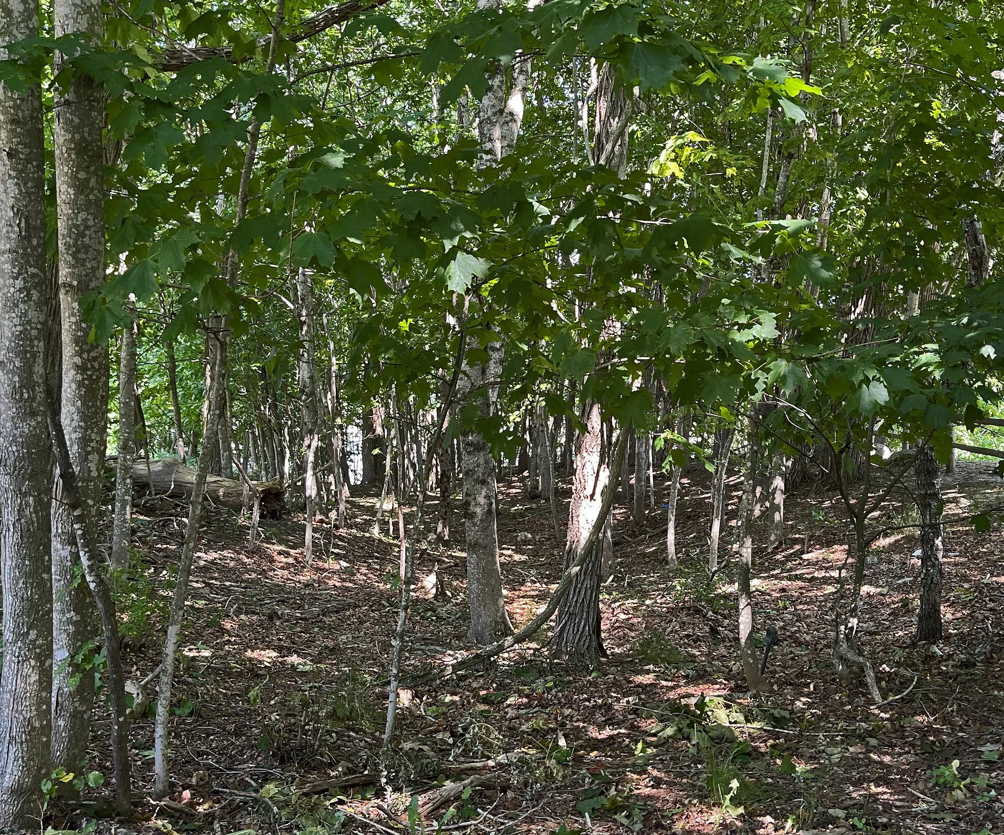 fields-woods-2.jpg