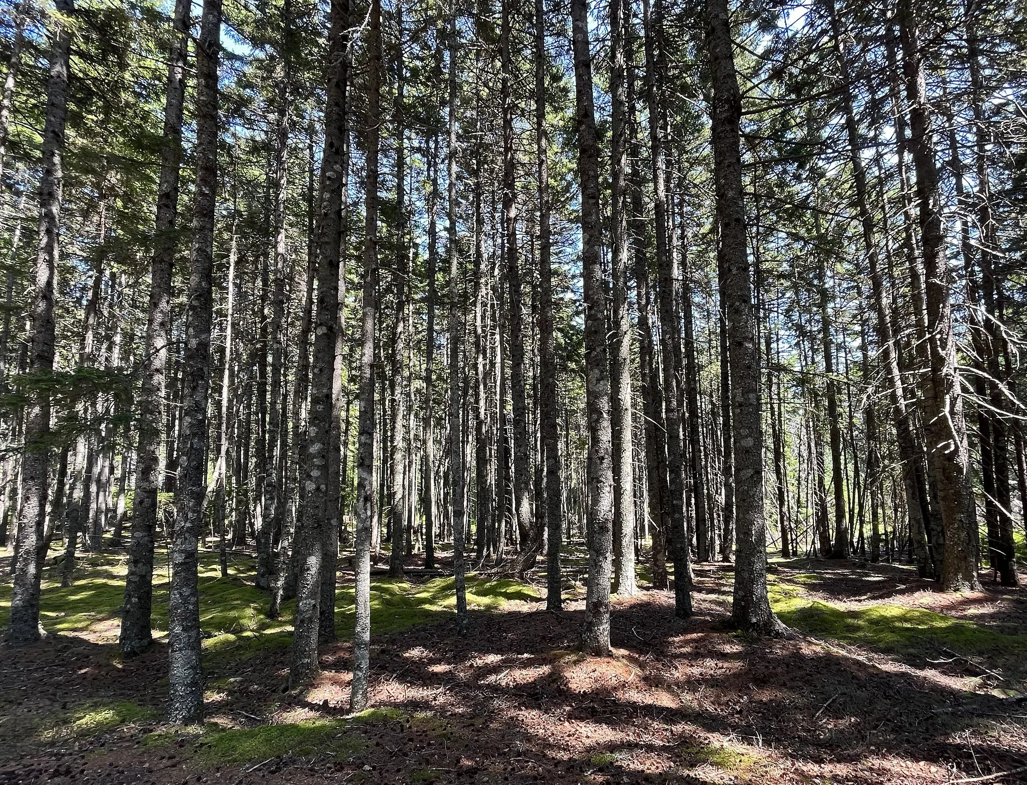 fields-woods-2b.jpg
