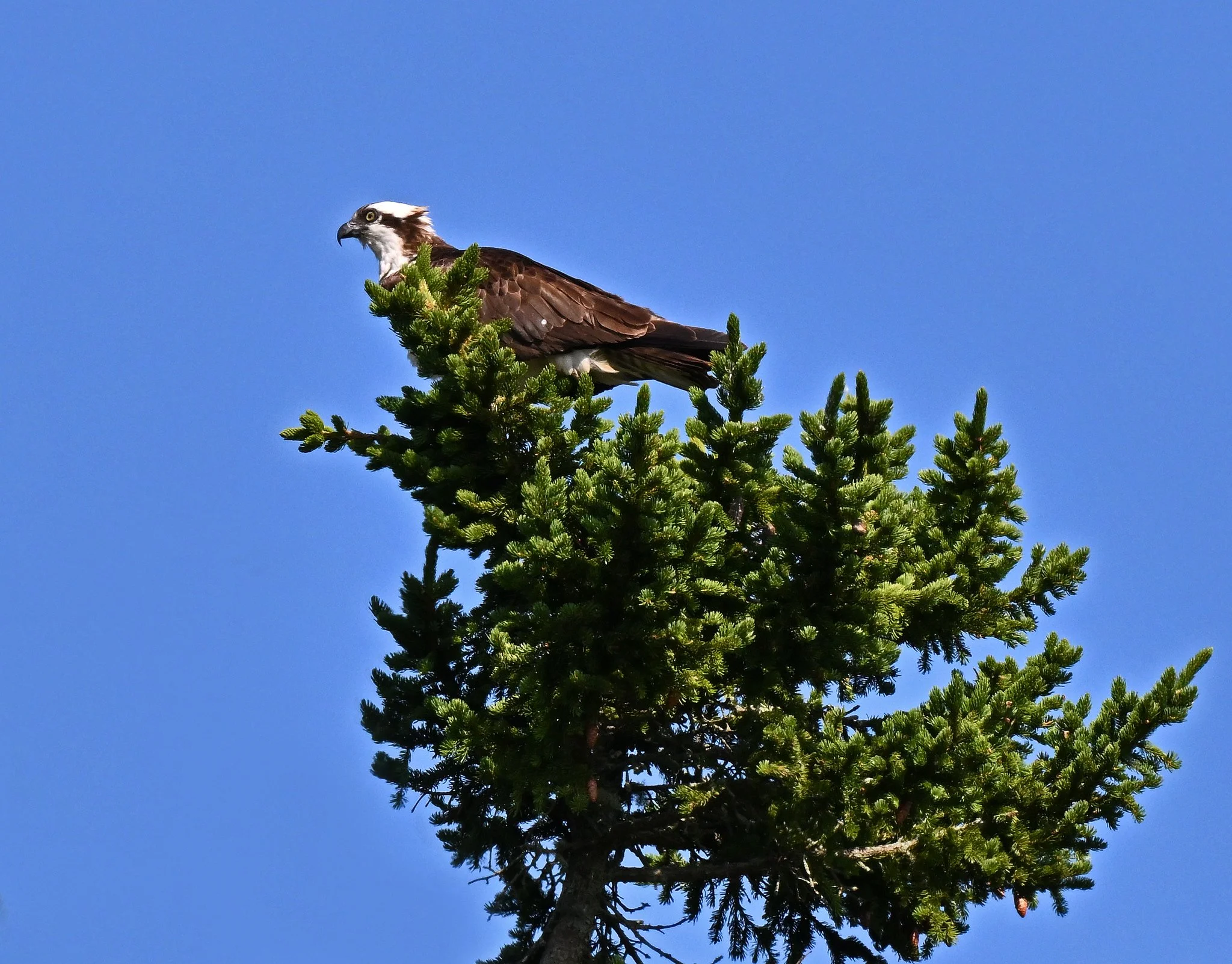 Fauna-2a.jpg